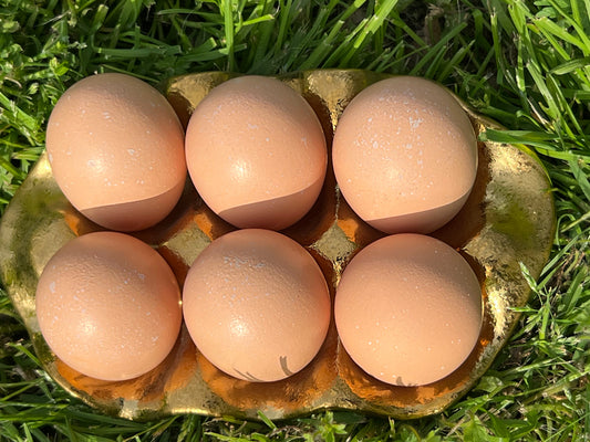 Lemon Cuckoo Niederrheiner Hatching Eggs