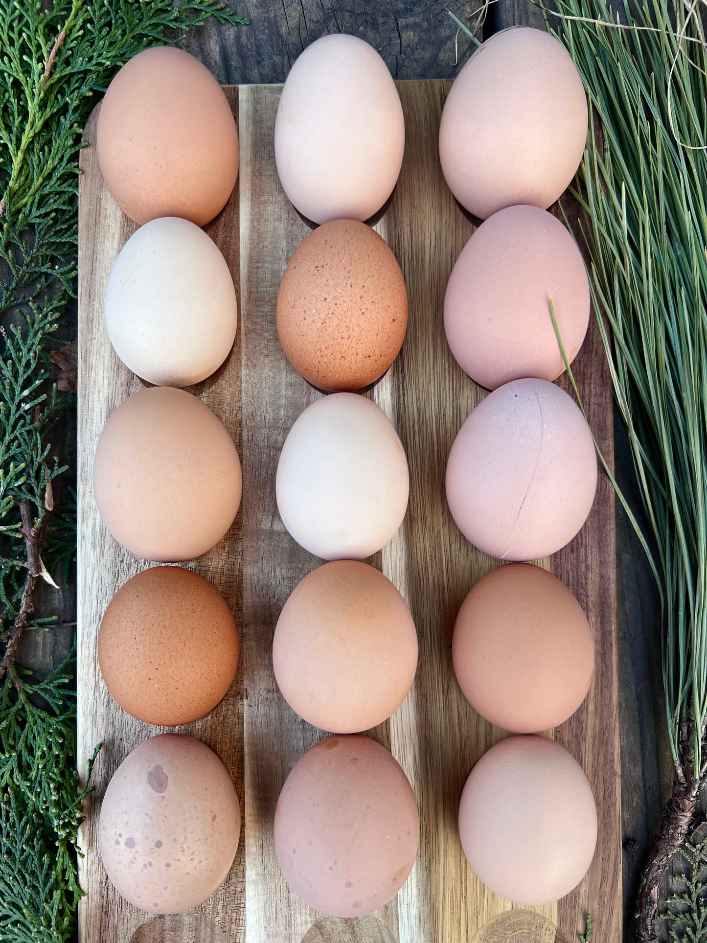 Lemon Cuckoo Niederrheiner Hatching Eggs