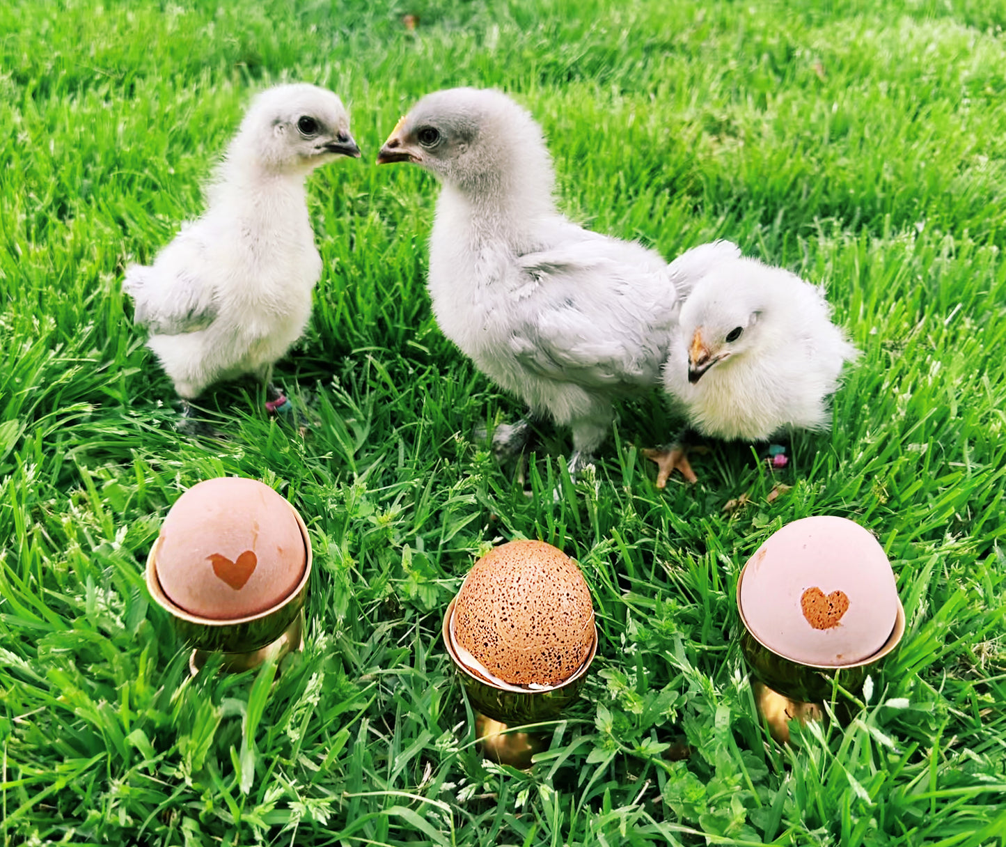 Lavender Birchen Marans Hatching Eggs