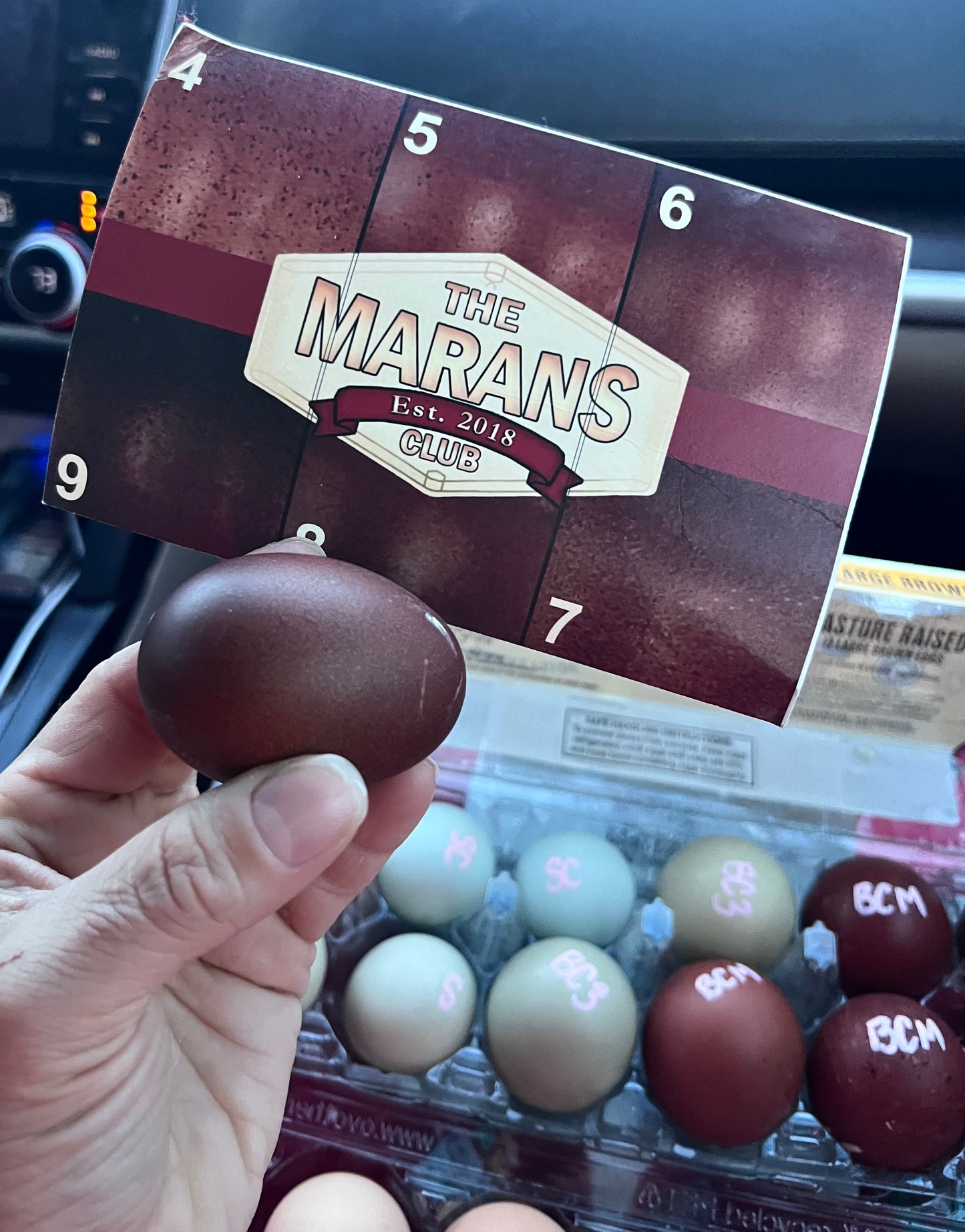 Black Copper Marans Hatching Eggs