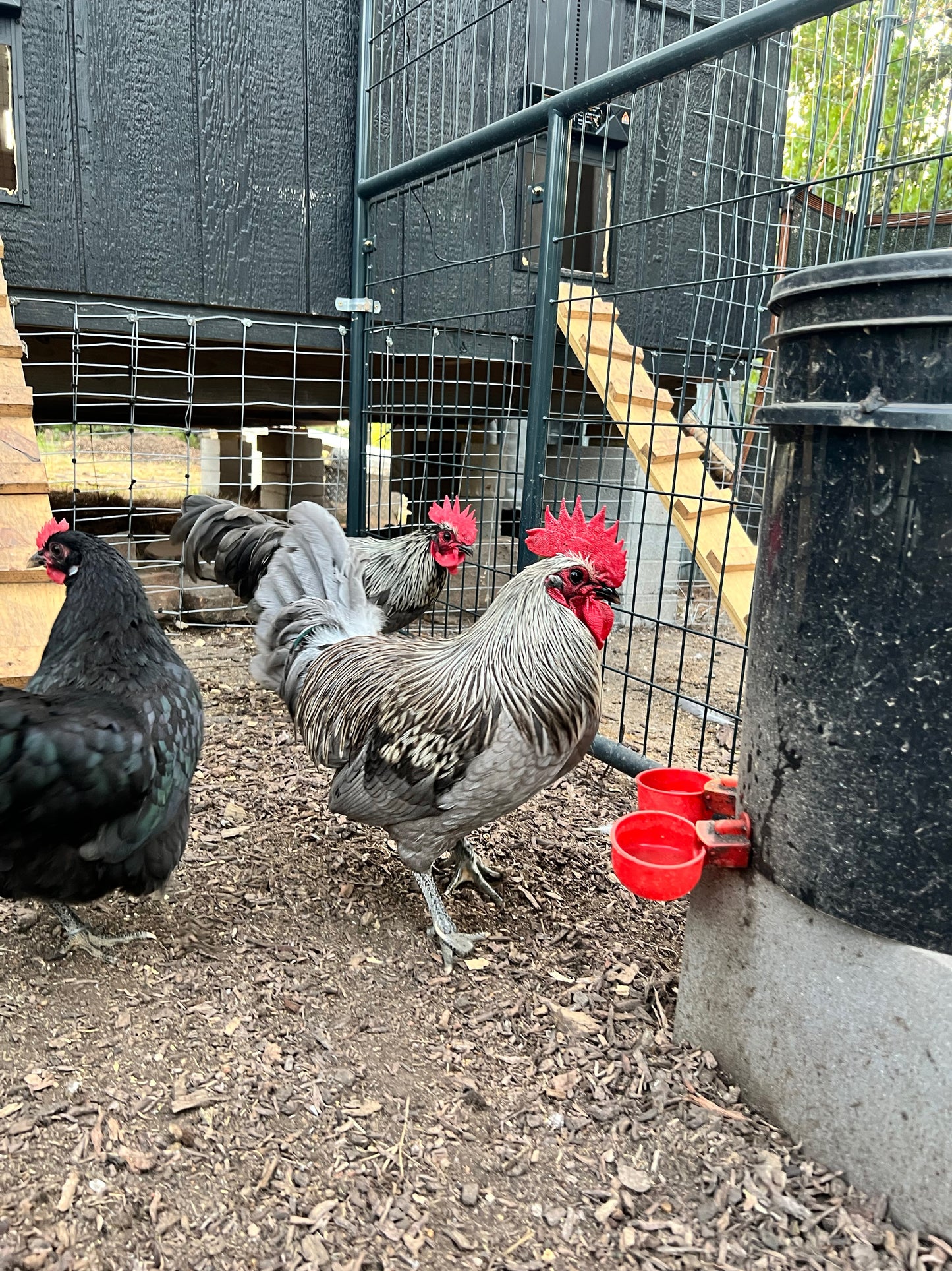 Silverudd Hatching Eggs