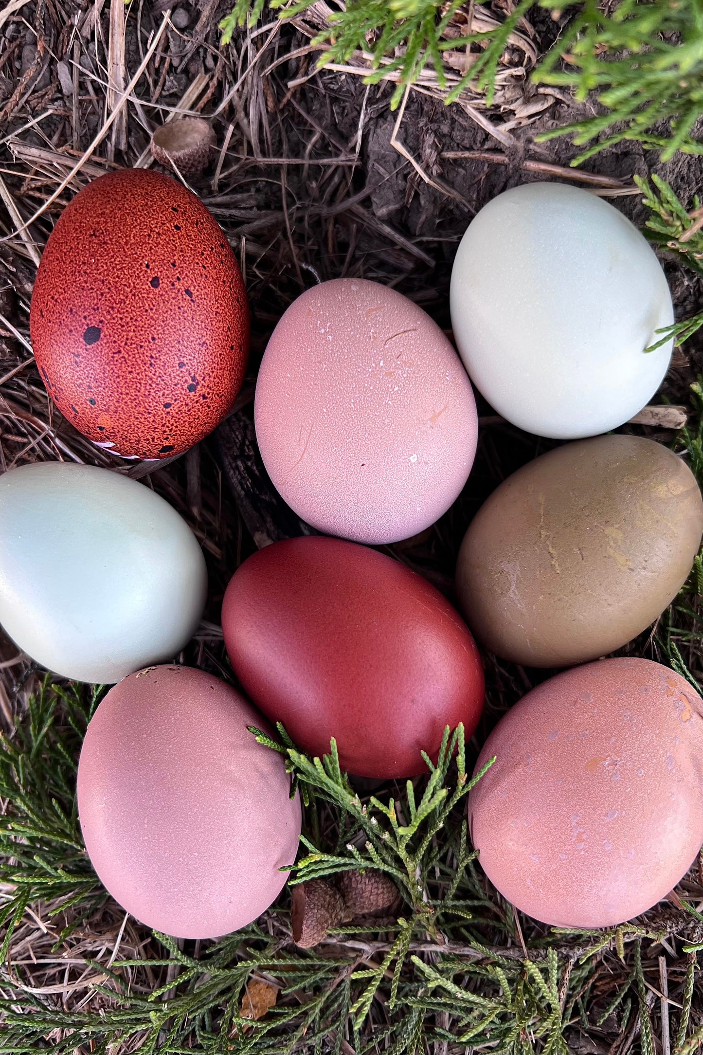 SURPRISE Rainbow 🌈 Chicks