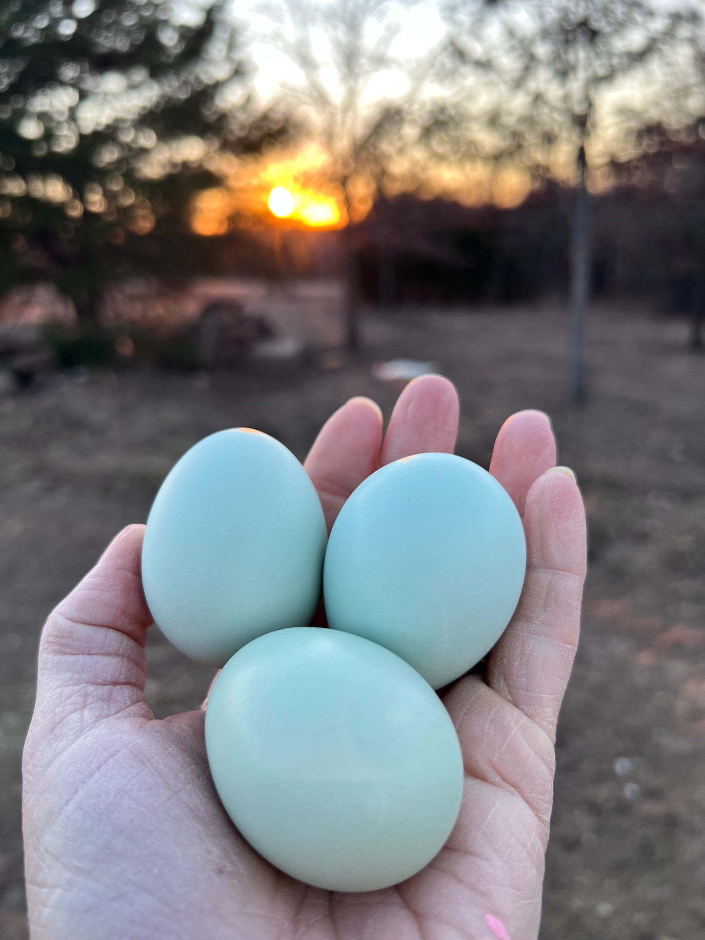 Schijndelaar Hatching Eggs