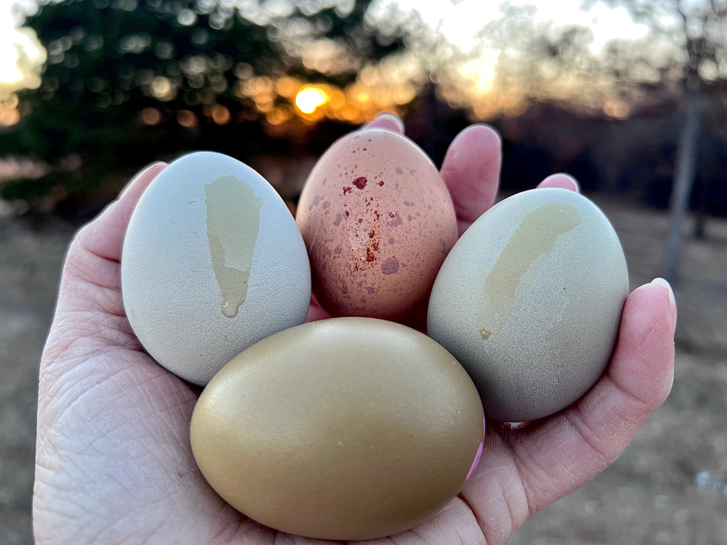 SURPRISE Rainbow 🌈 Hatching Eggs