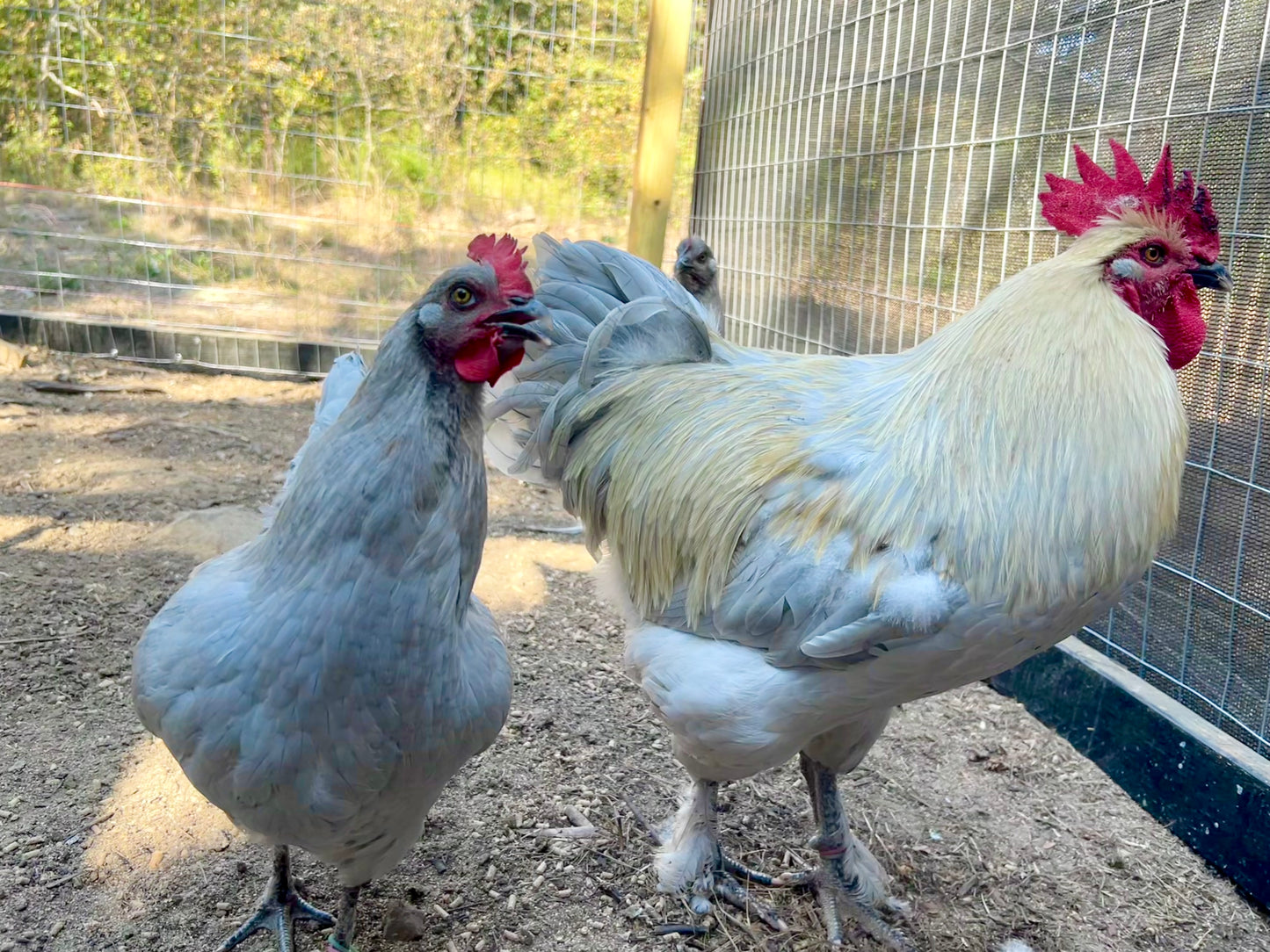 Lavender Birchen Marans Hatching Eggs