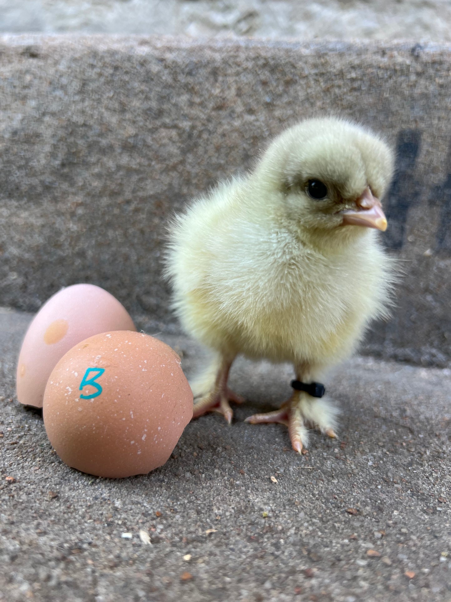 Bianca~ The Original Hatching Eggs