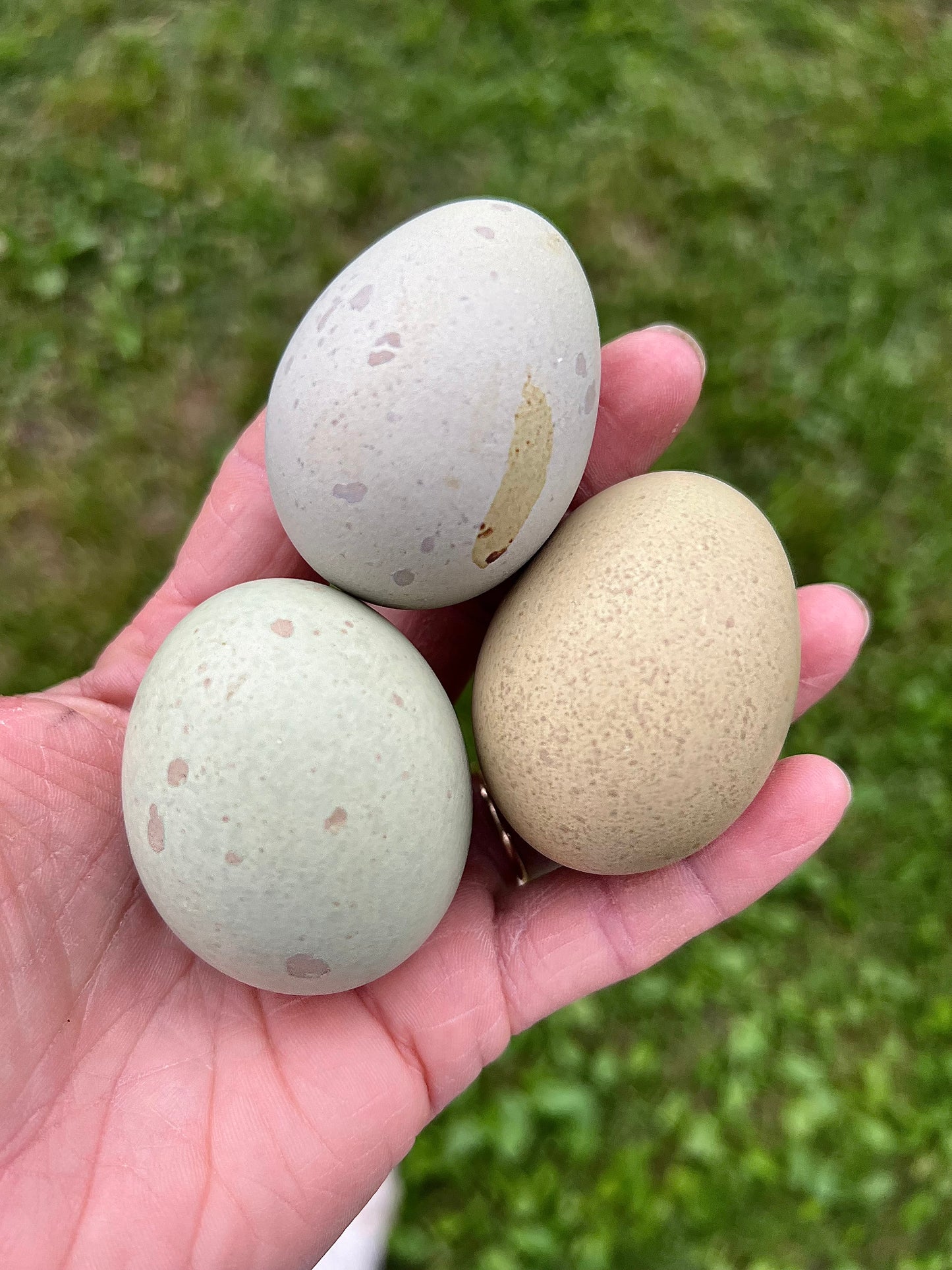 Bianca Splash Olive Chicks