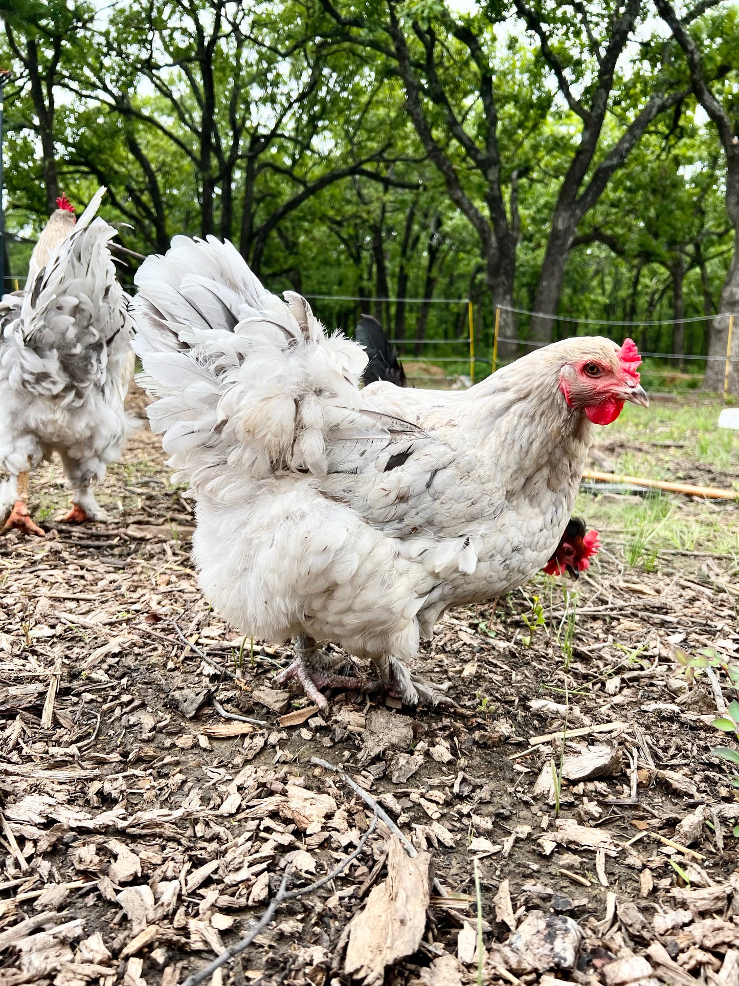 Bianca Chicks