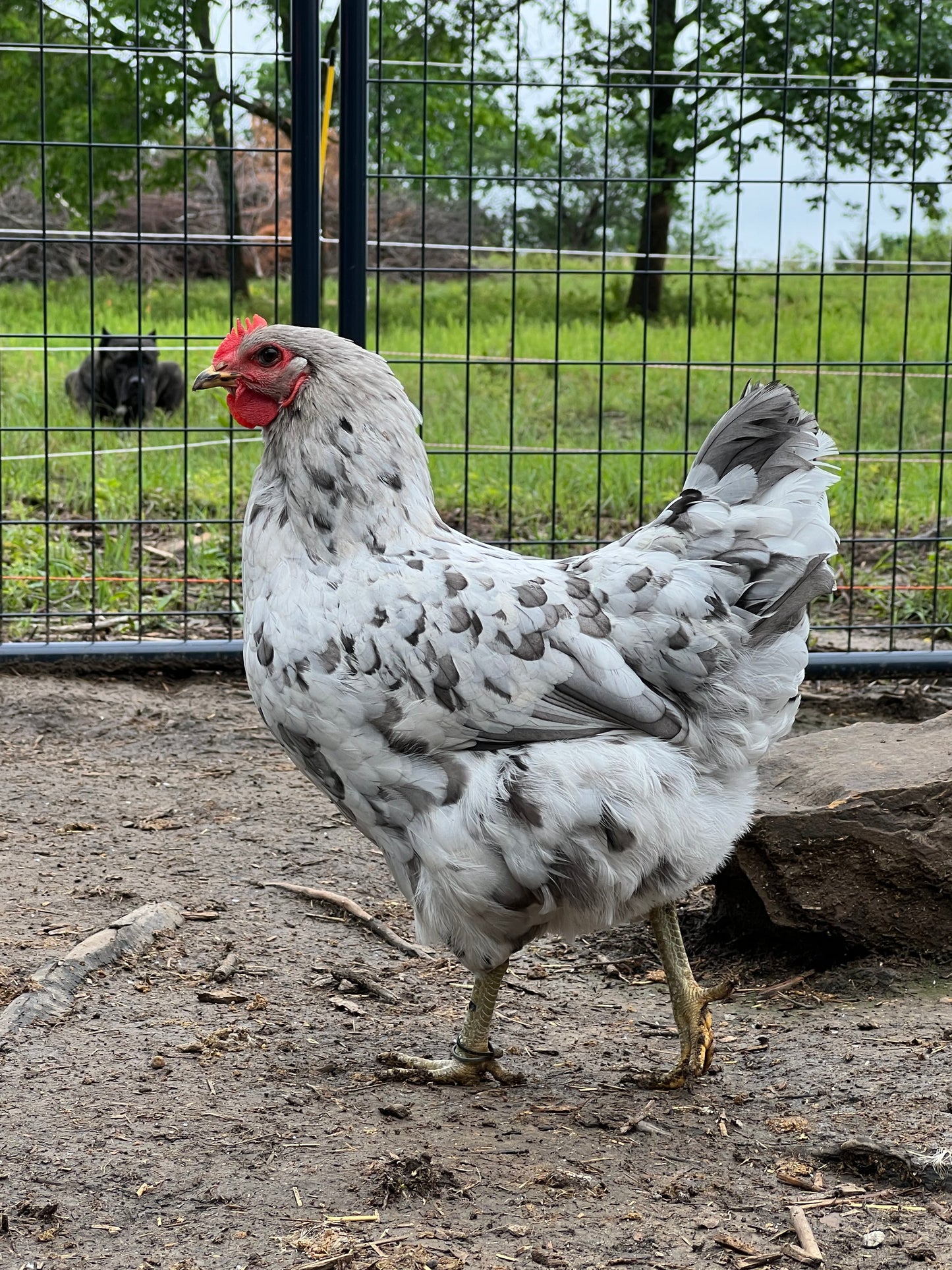 Bianca Splash Olive Chicks