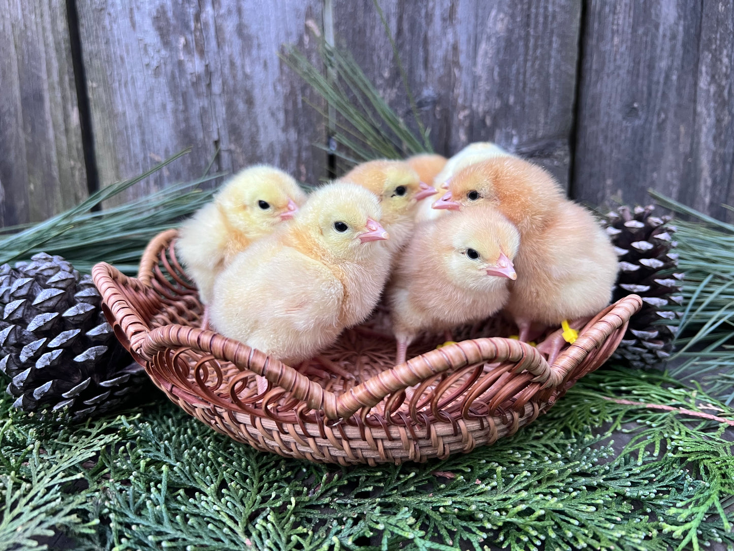 Lemon Cuckoo Niederrheiner Chicks