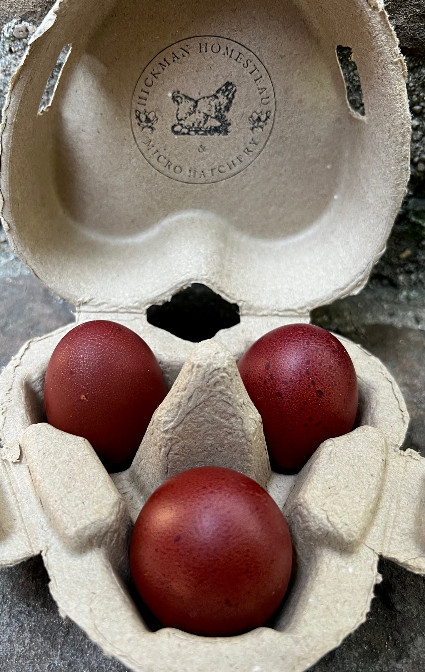 Black Copper Marans Hatching Eggs
