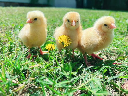 Lemon Cuckoo Niederrheiner Chicks