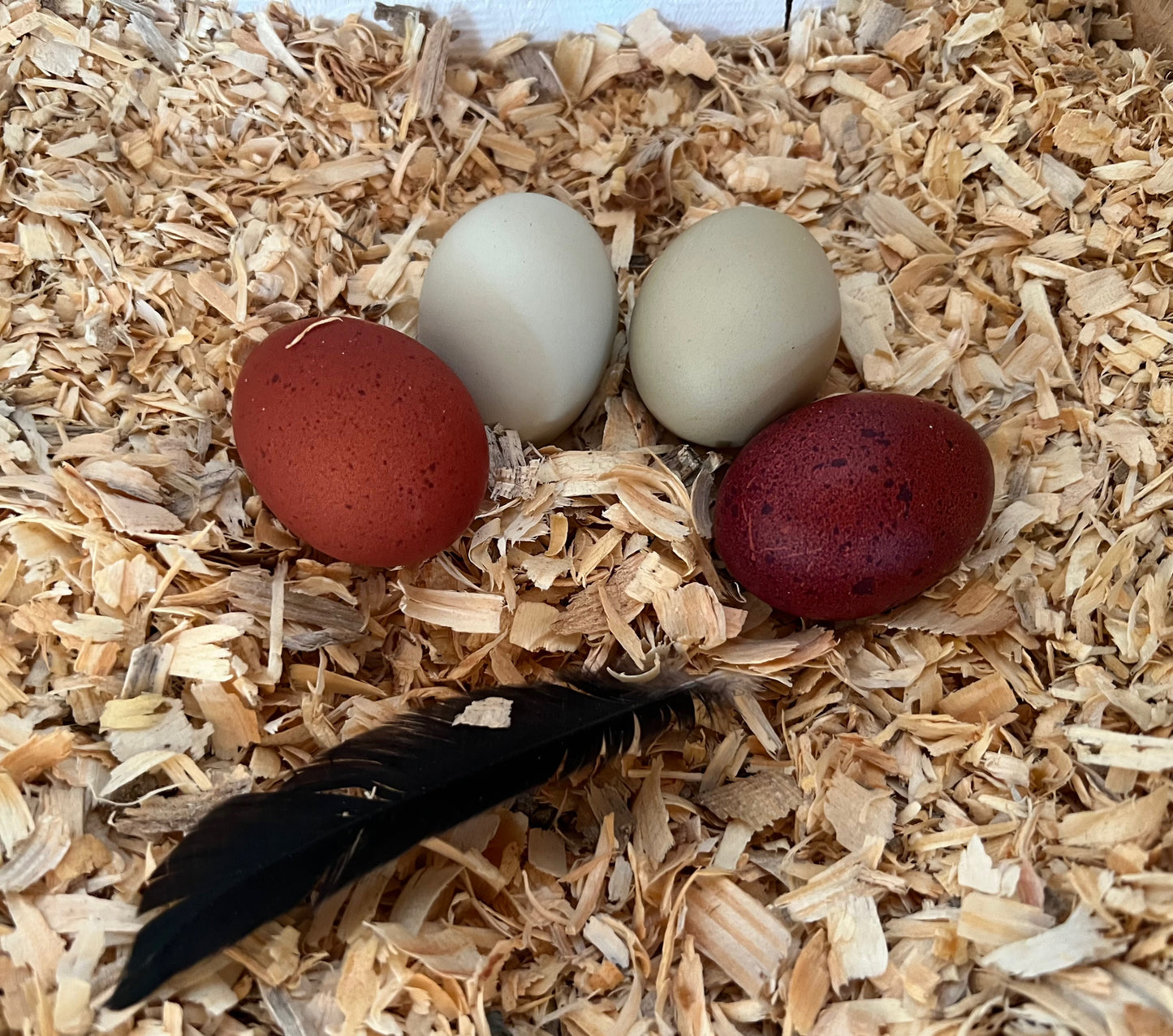 Black Copper Marans Hatching Eggs