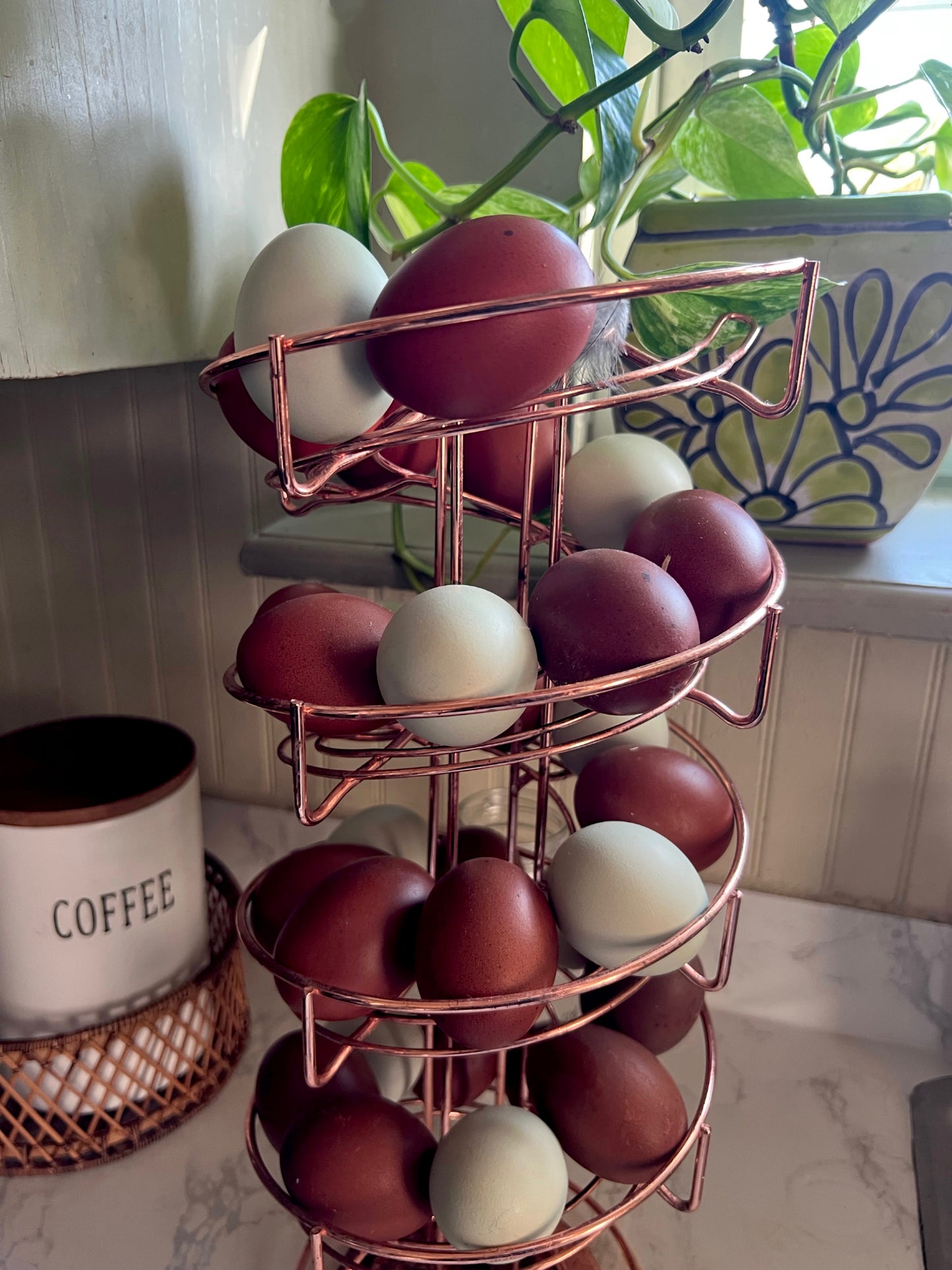 Black Copper Marans Chicks