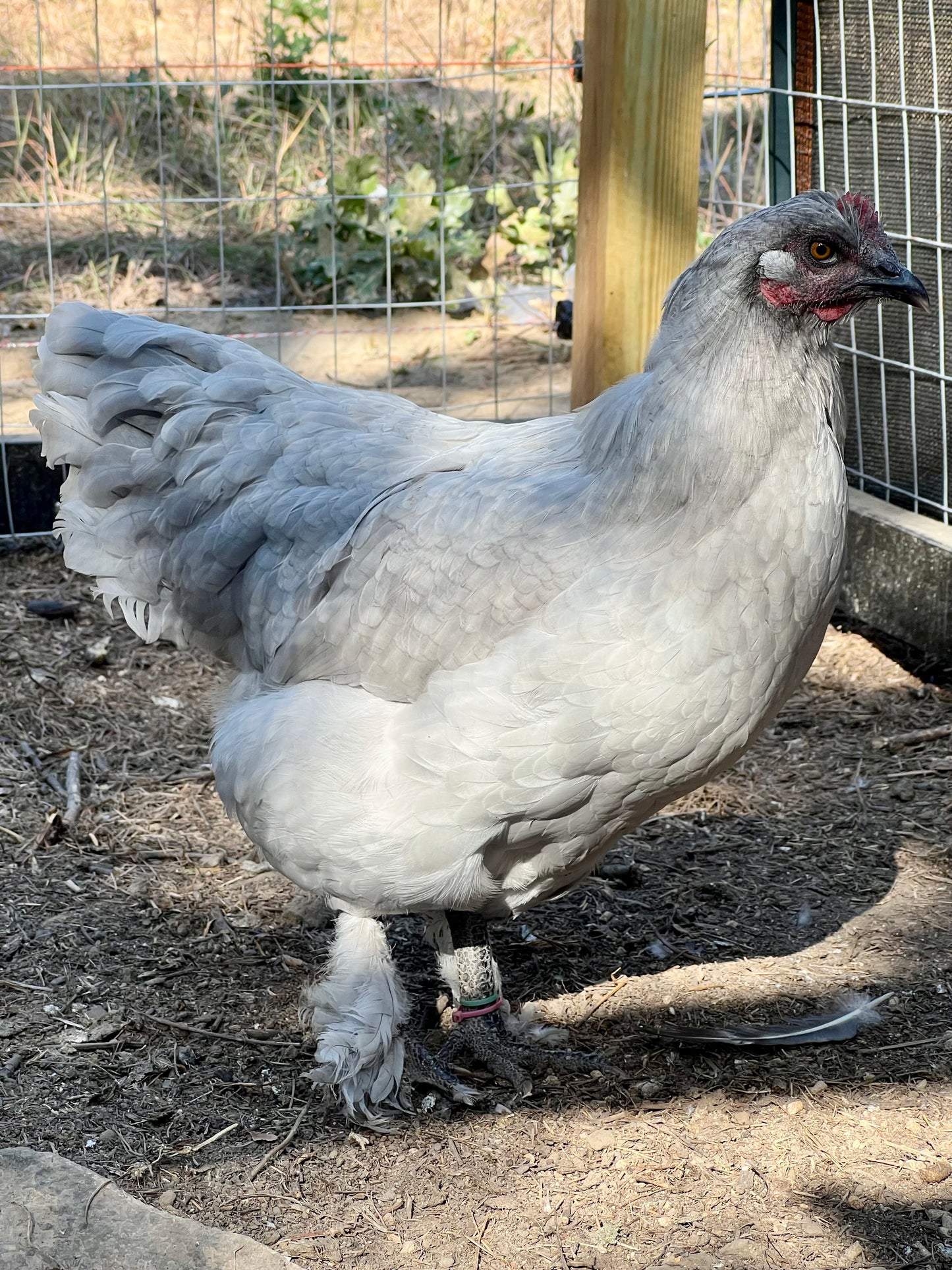 Lavender Birchen Marans Hatching Eggs