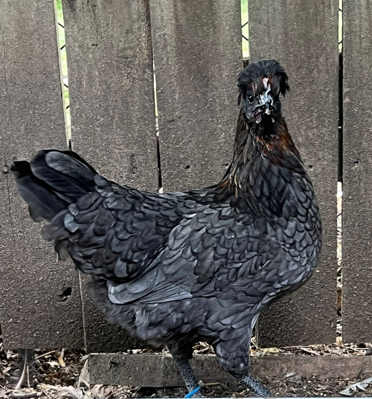 F3+ Hatching Eggs