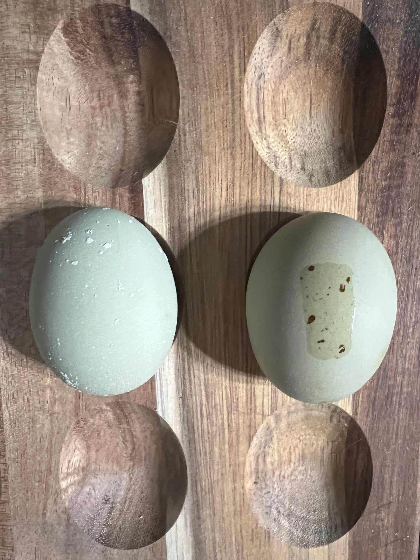 Silver Cream Hatching Eggs