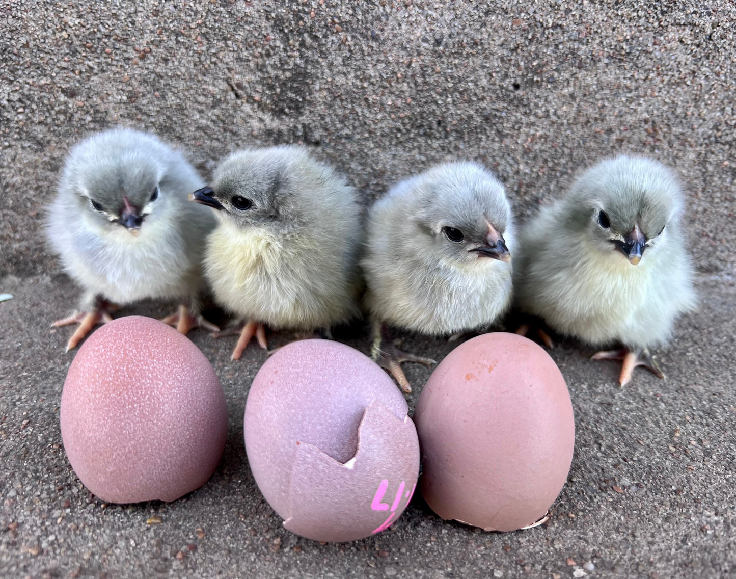 Create Your Own Half or Whole Dozen