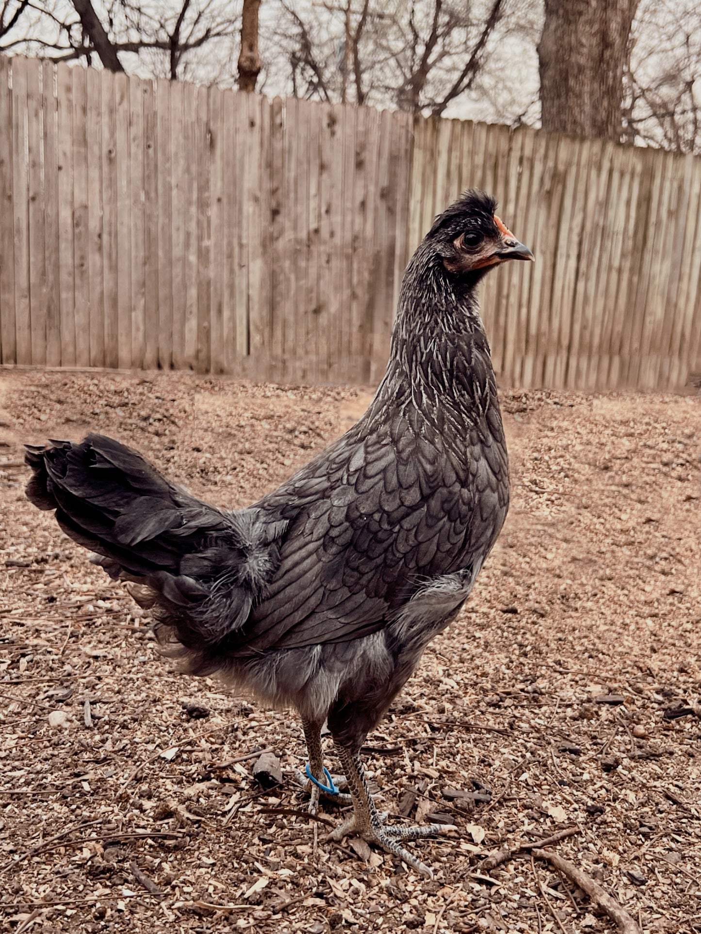 Silver Cream Hatching Eggs