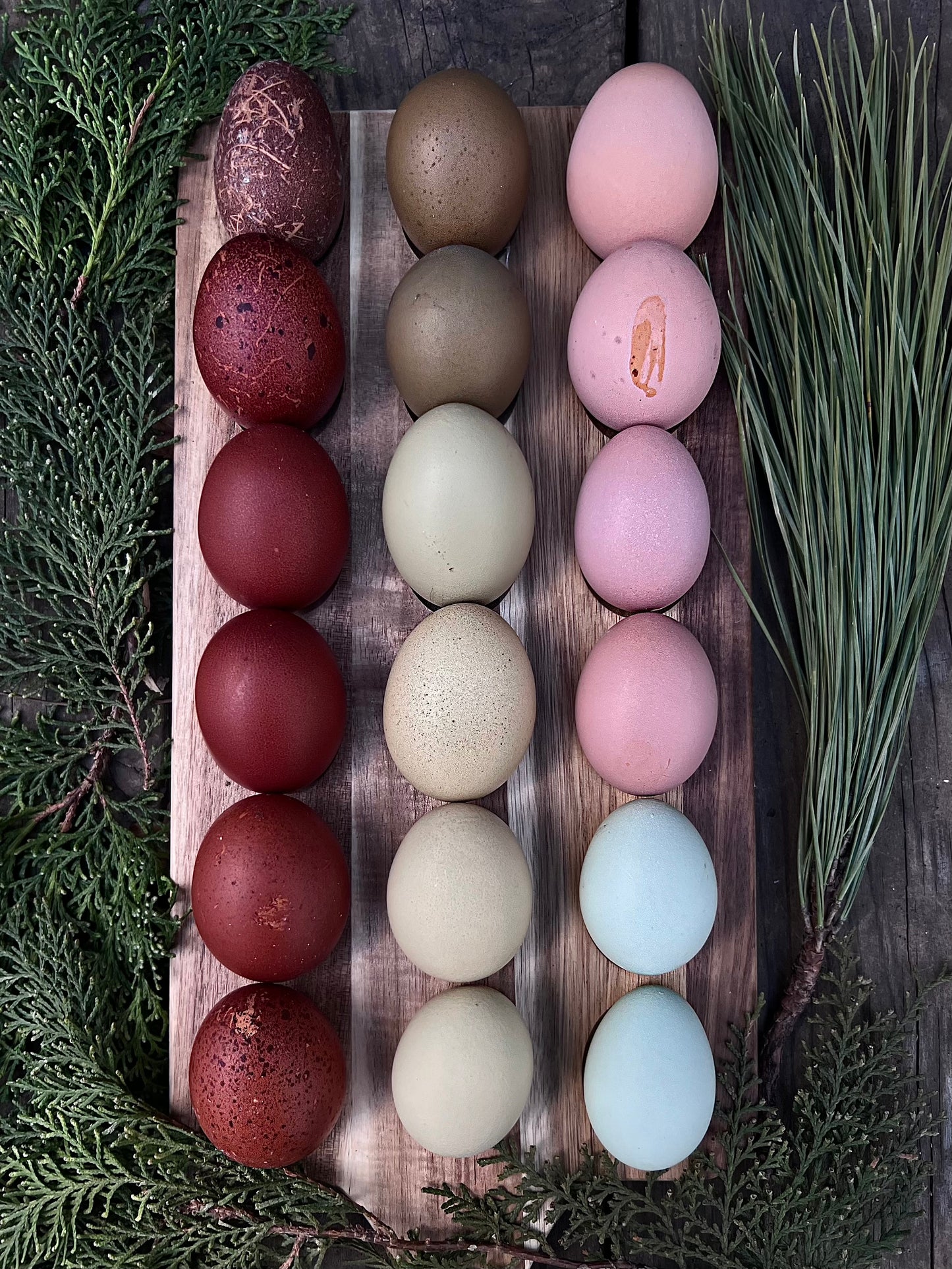 Black Copper Marans Hatching Eggs