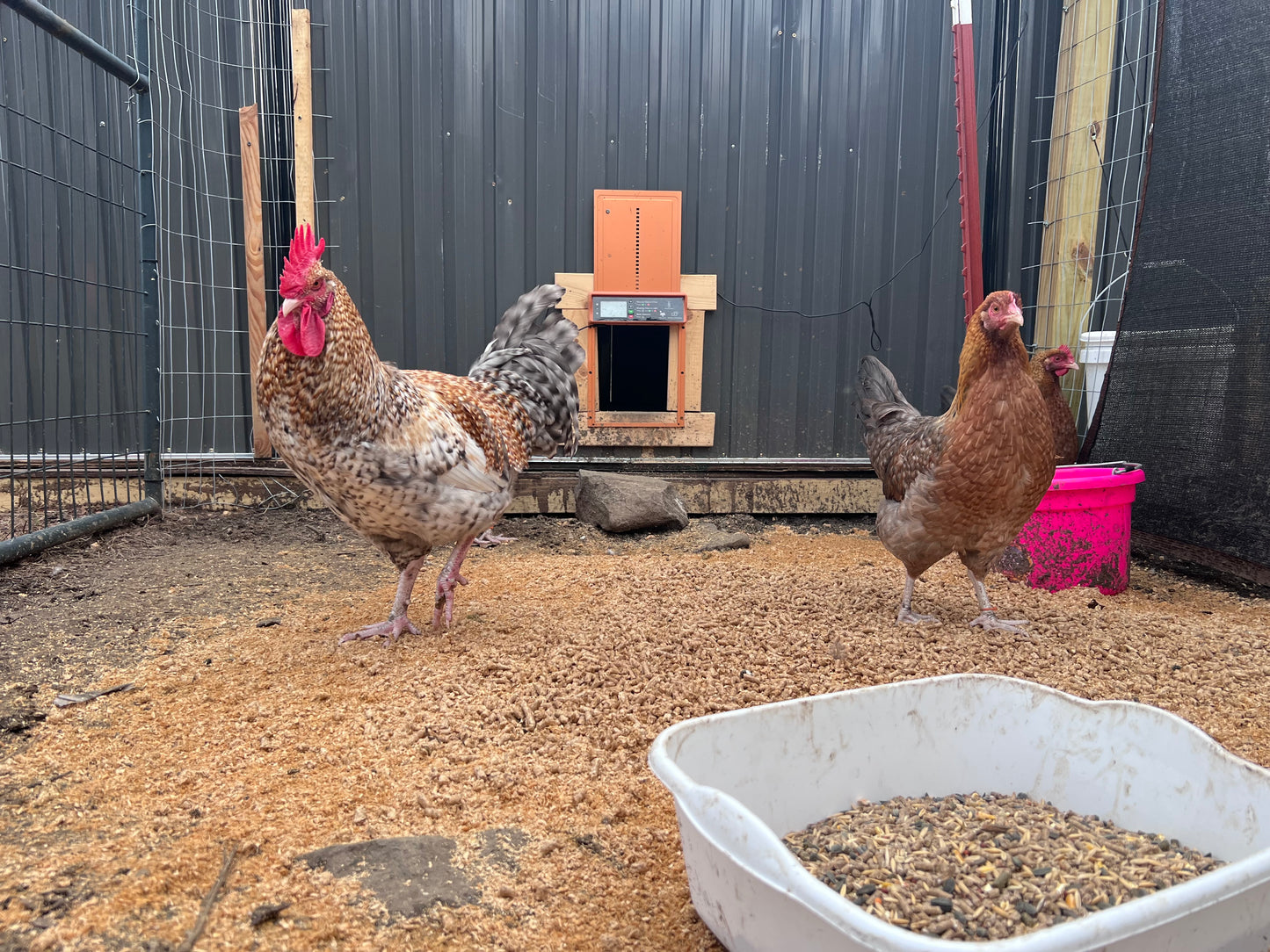 Crele Penedesenca Chicks