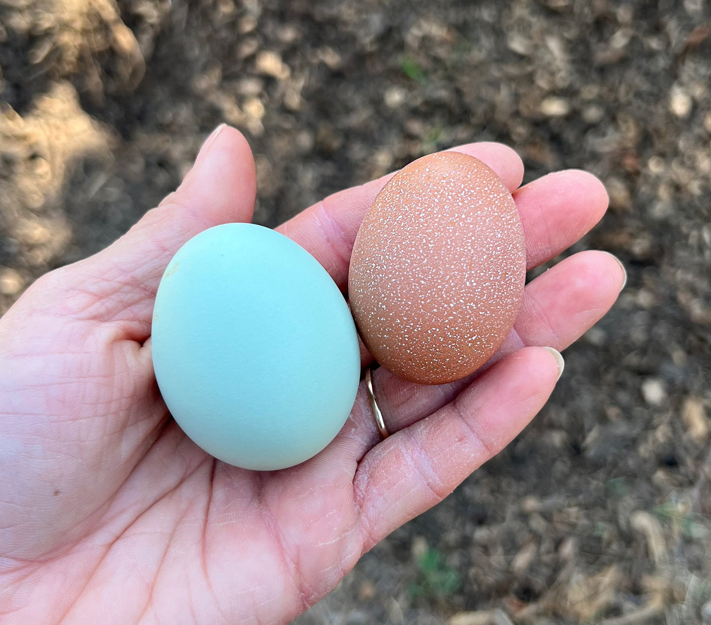 Lavender Cuckoo Ameraucana Hatching Eggs