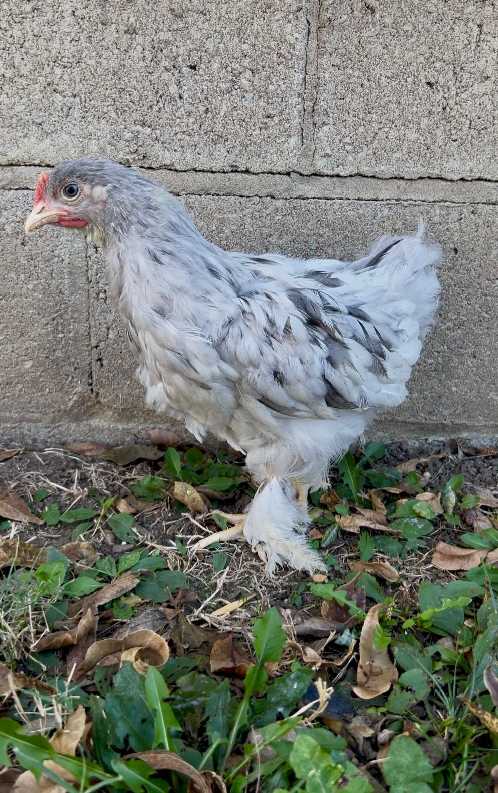 Olive Hatching Eggs