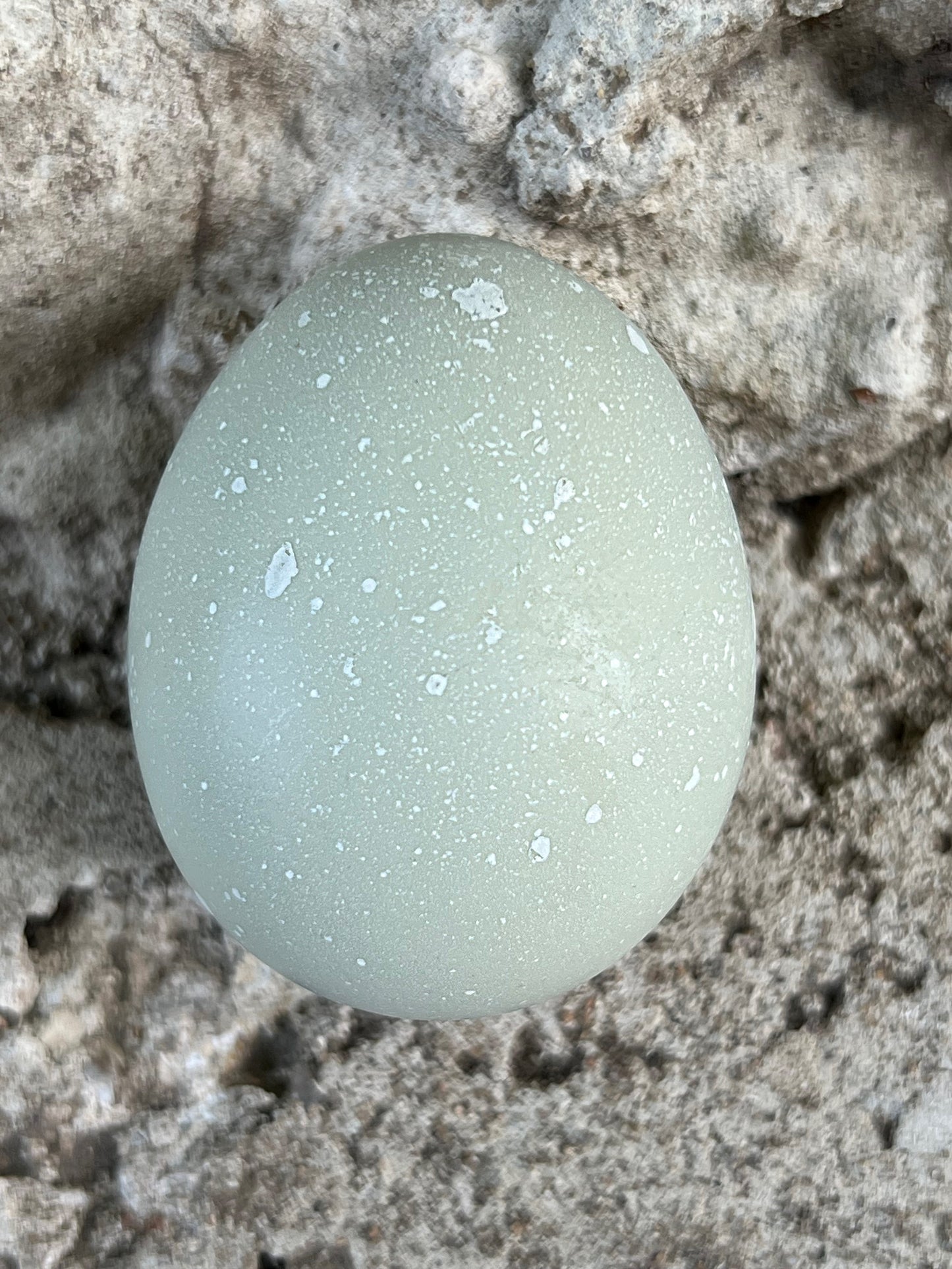 Bianca Splash Olive Chicks