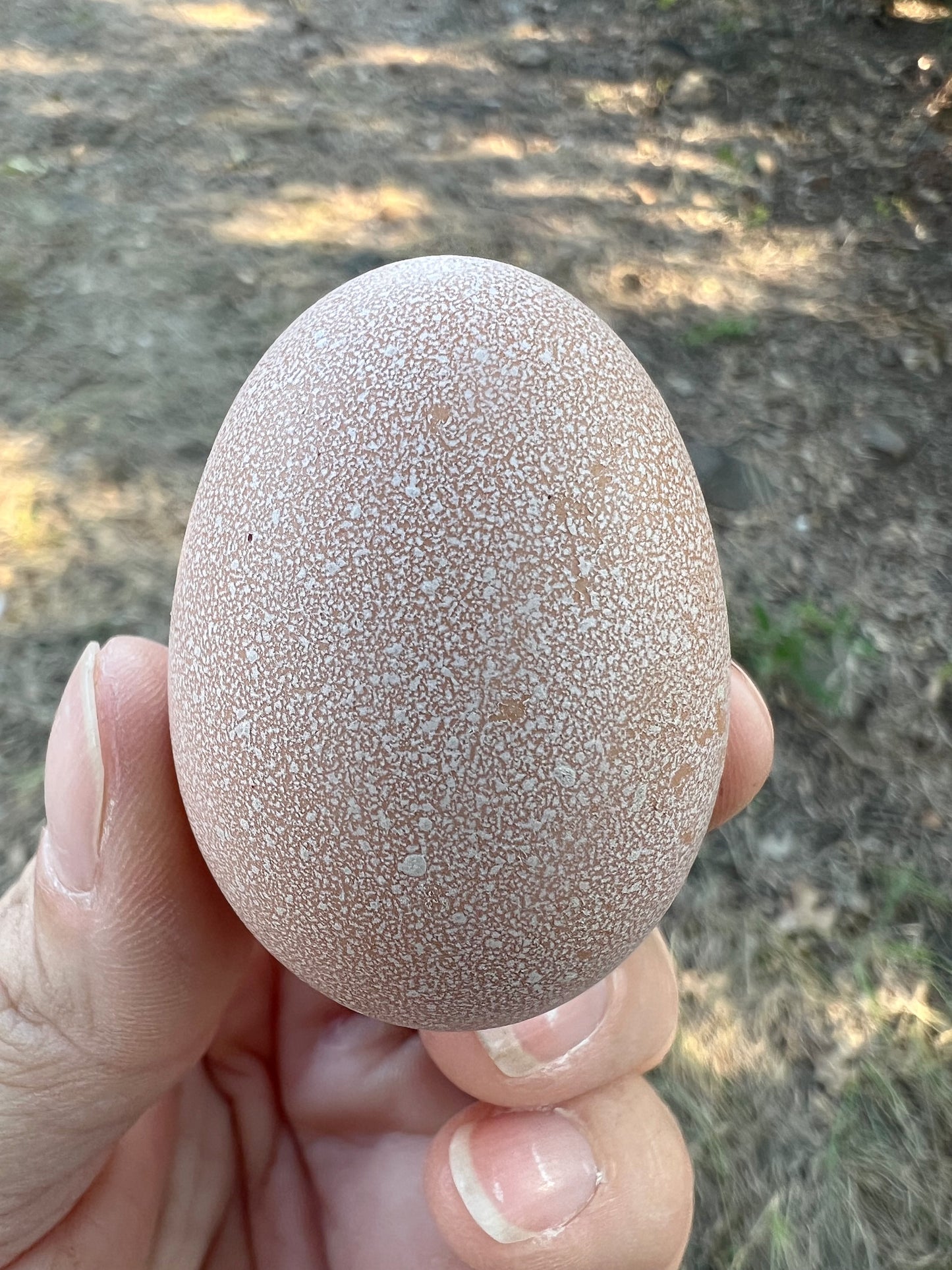 Lavender Birchen Marans Hatching Eggs