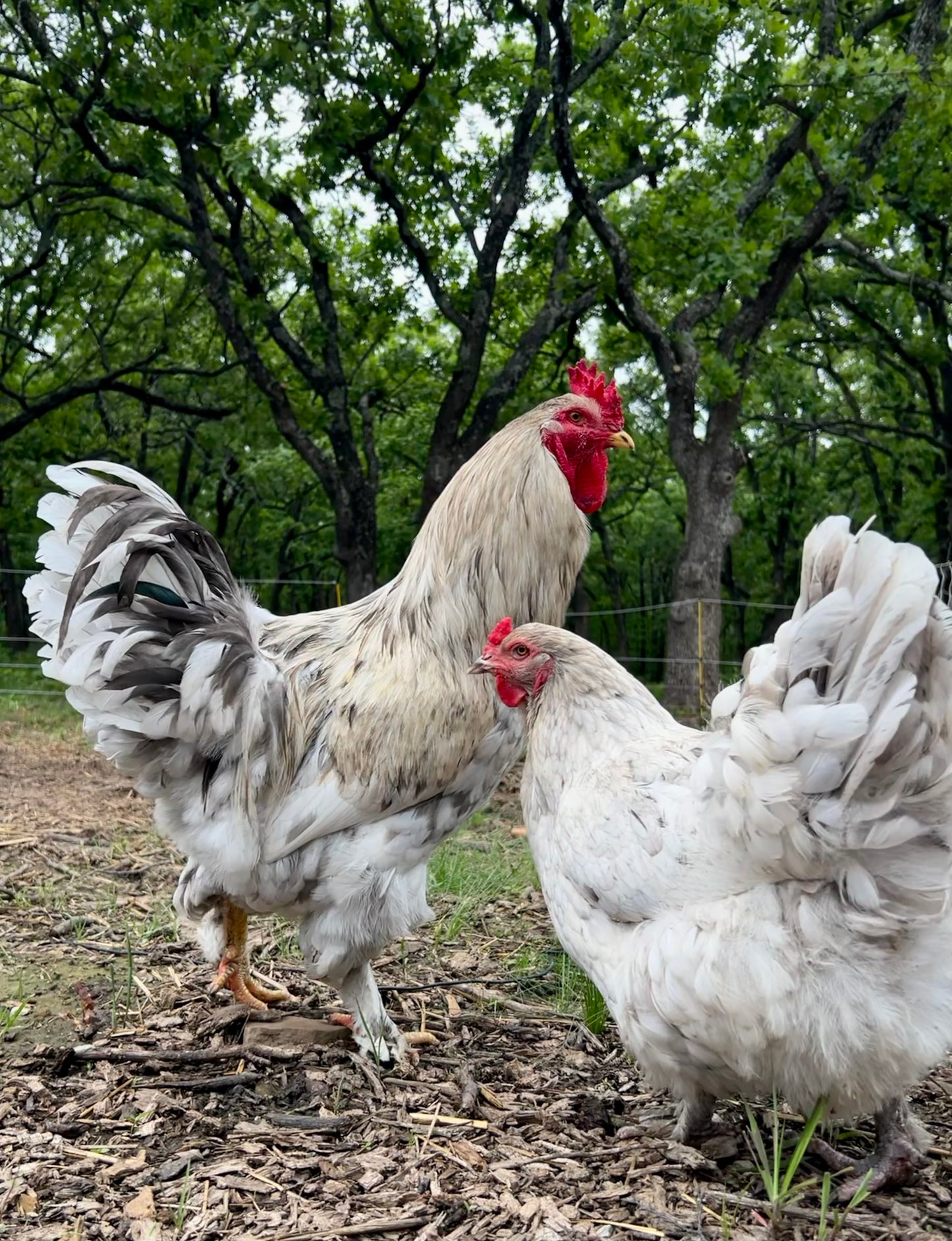 Bianca Chicks