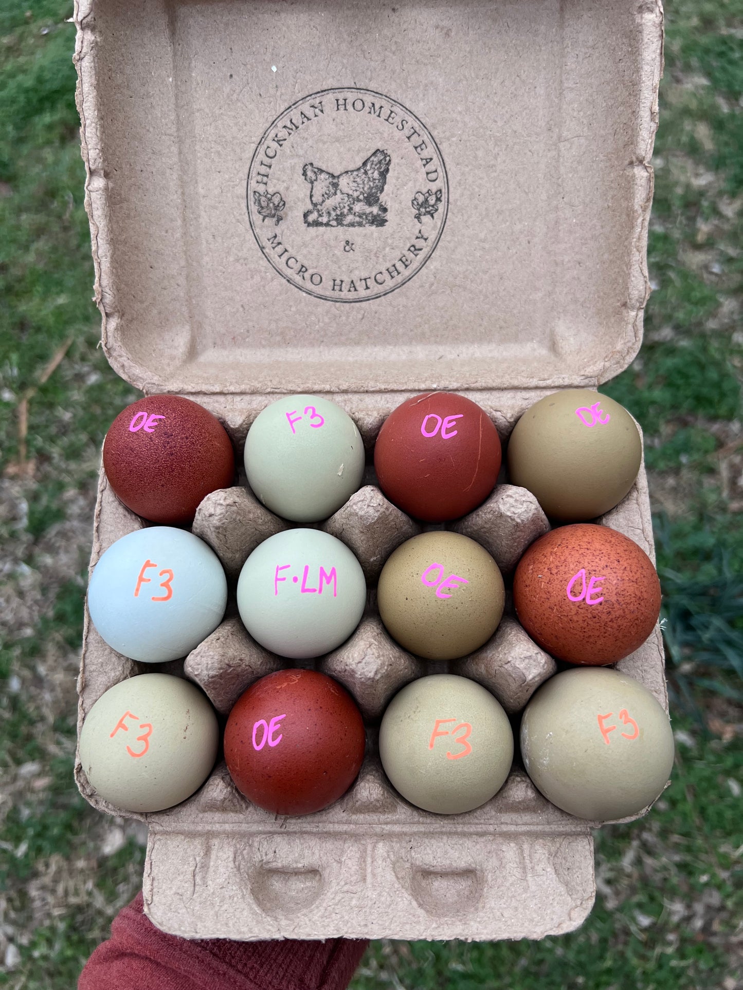 SURPRISE Rainbow 🌈 Chicks