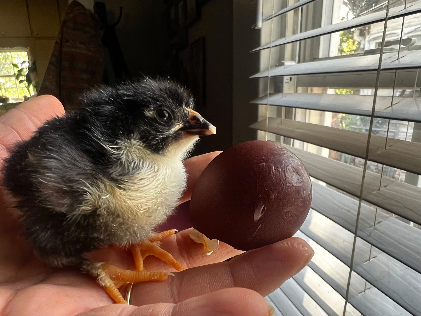 Black Copper Marans Chicks