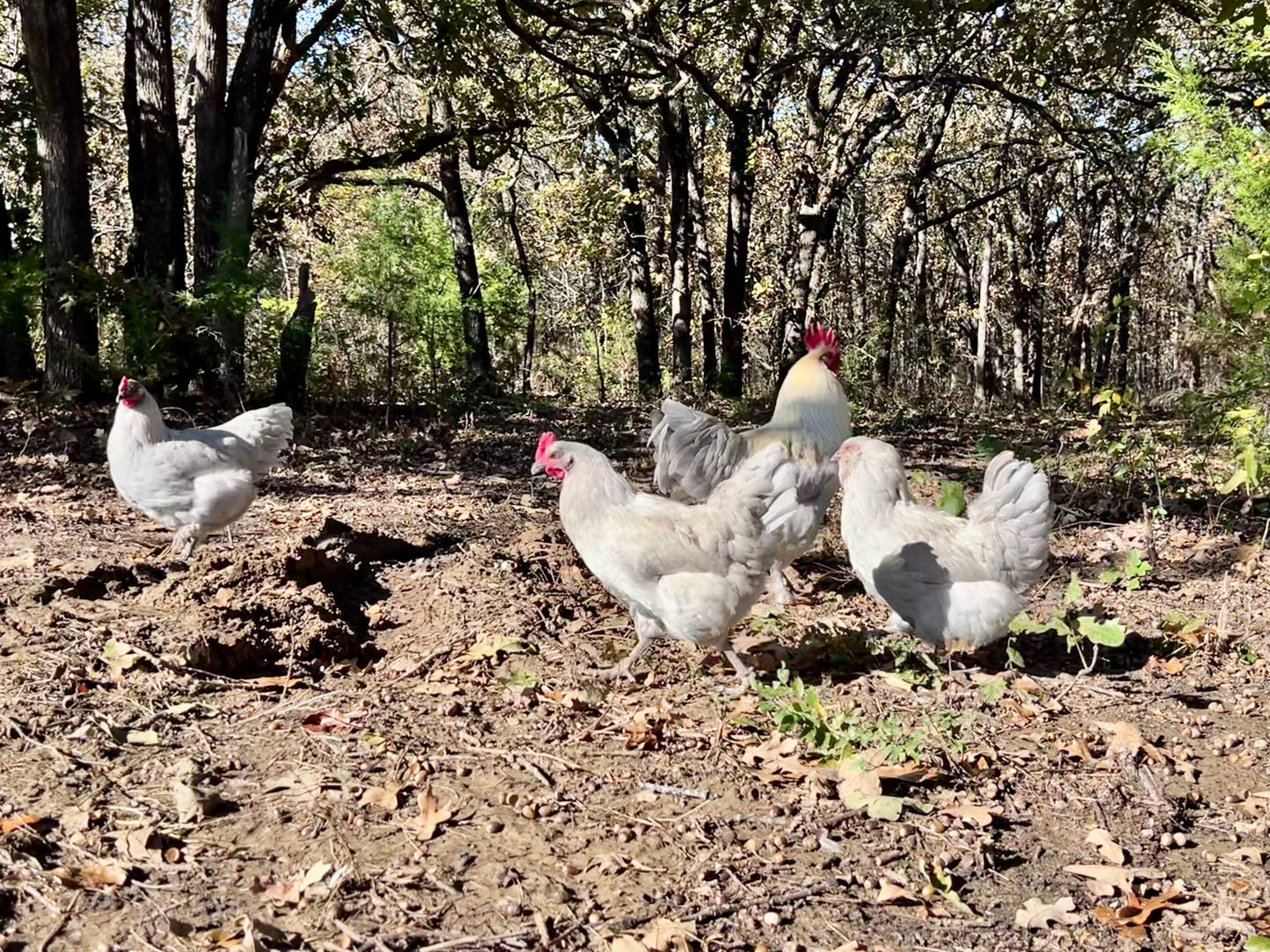 Lavender Birchen Maran Chicks