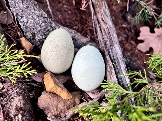 Silverudd Hatching Eggs