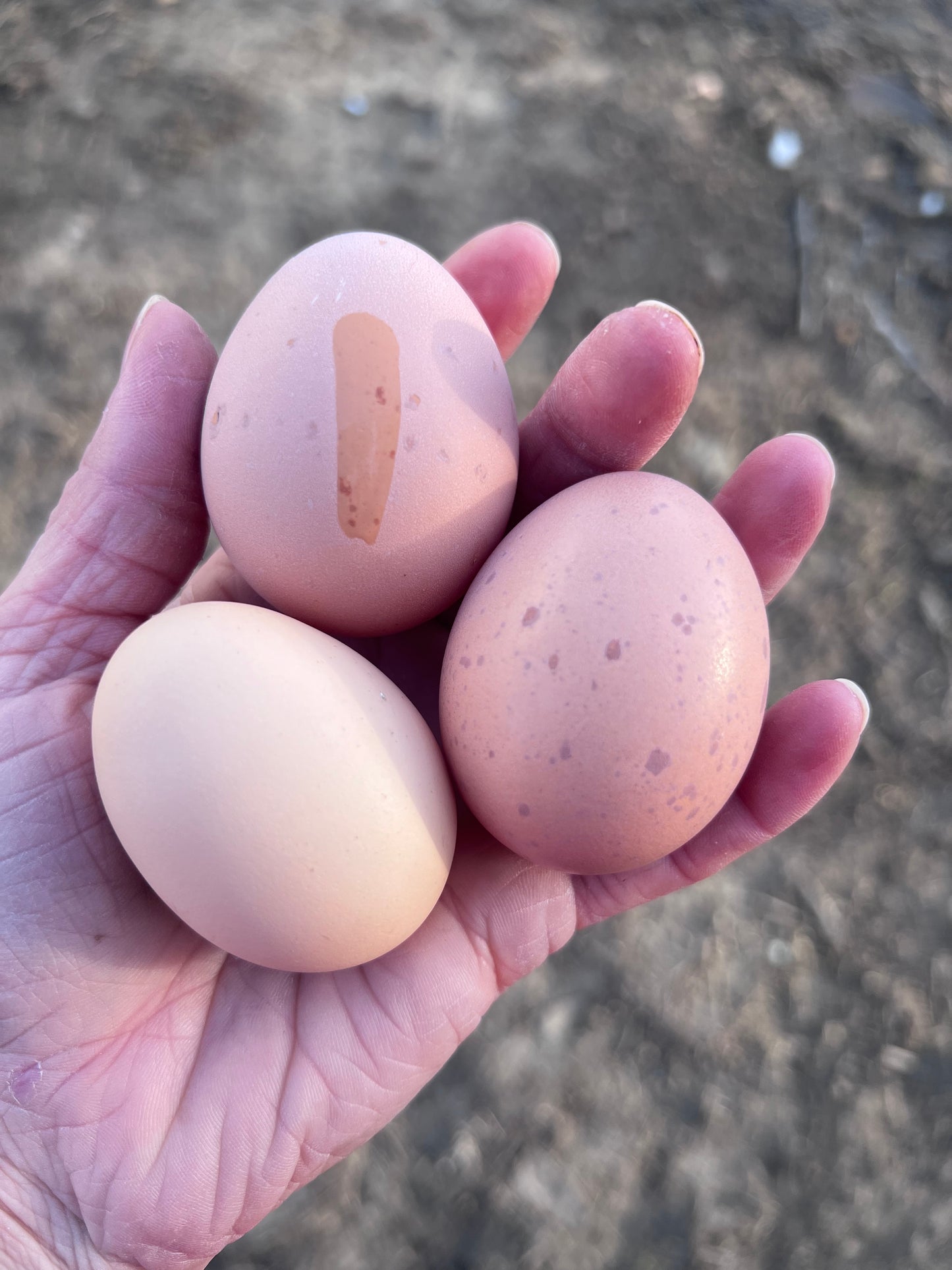 SURPRISE Rainbow 🌈 Hatching Eggs