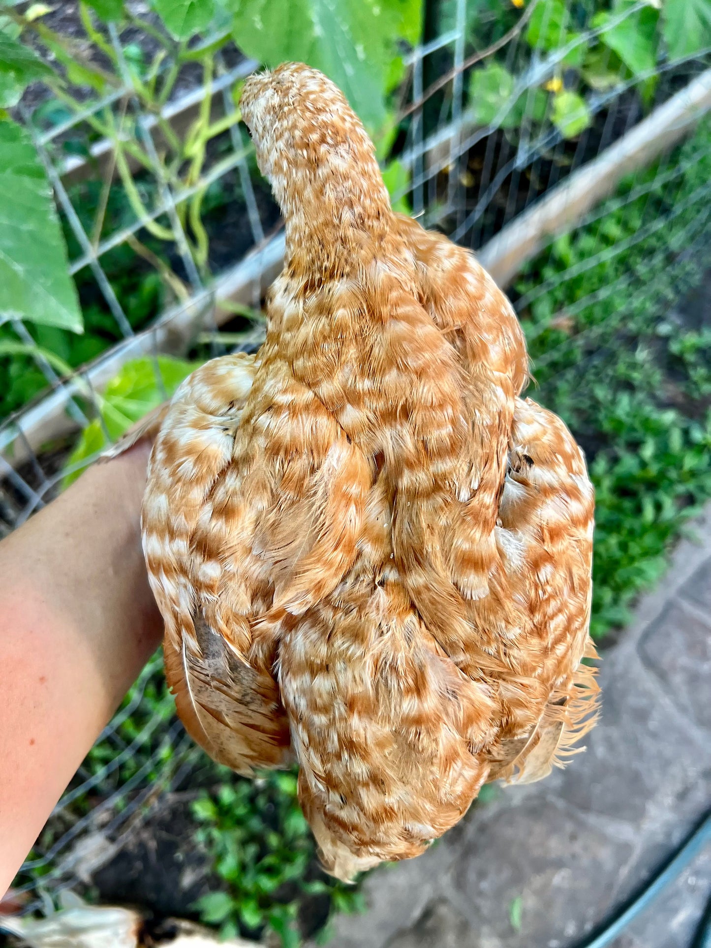 Lemon Cuckoo Niederrheiner Chicks