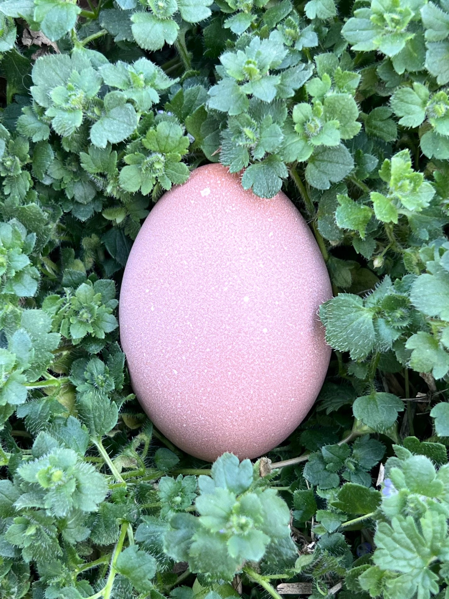 Lavender Birchen Marans Hatching Eggs