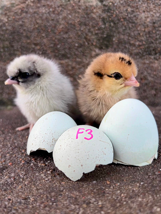 F3+ Chicks