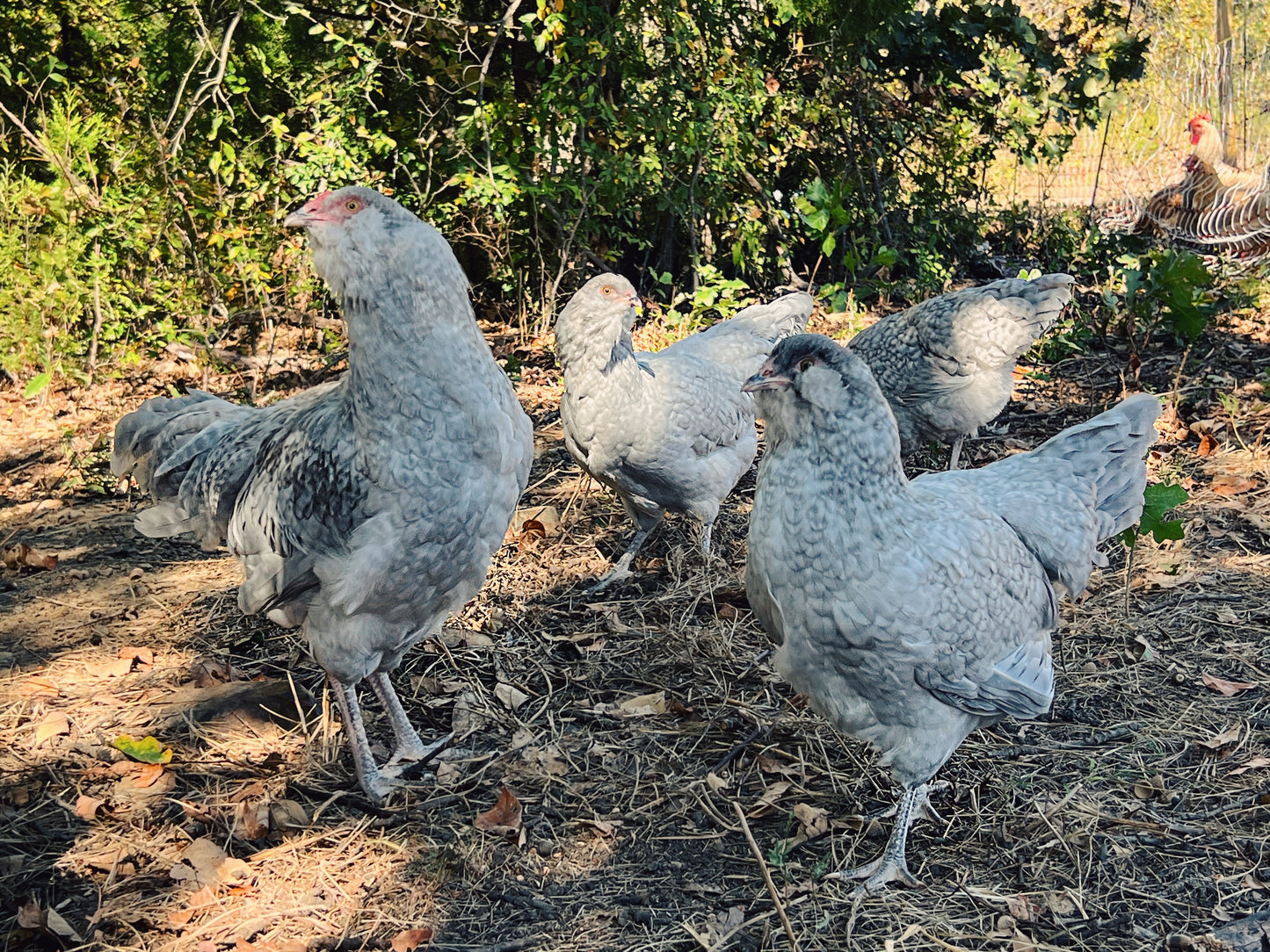 Lavender Cuckoo Ameraucana Chicks