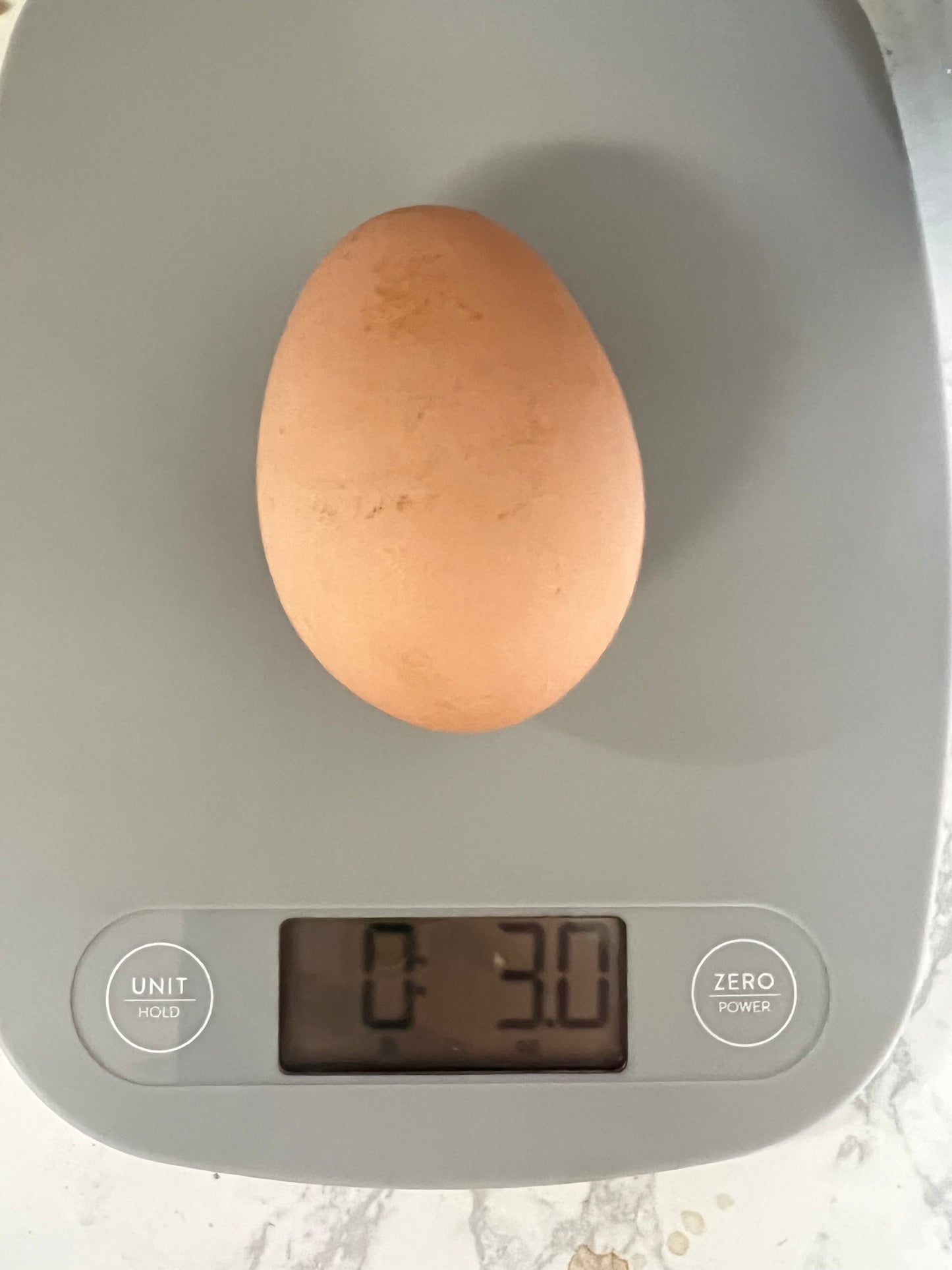 Lemon Cuckoo Niederrheiner Chicks