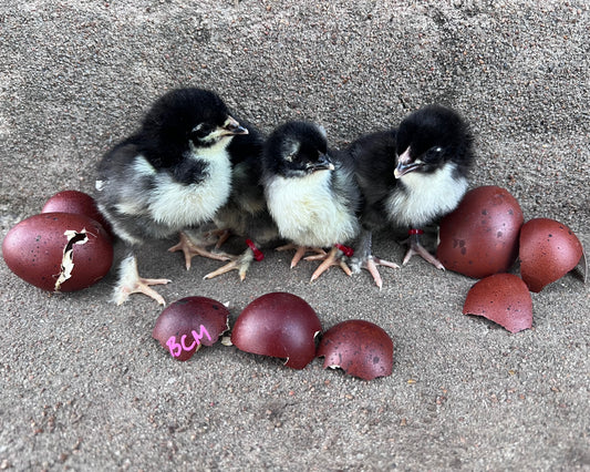 Black Copper Marans Chicks