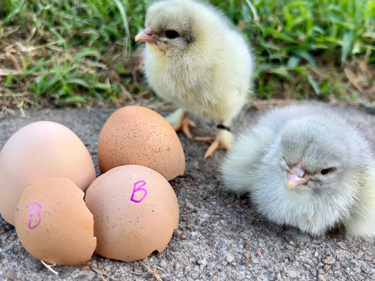Bianca~ The Original Hatching Eggs