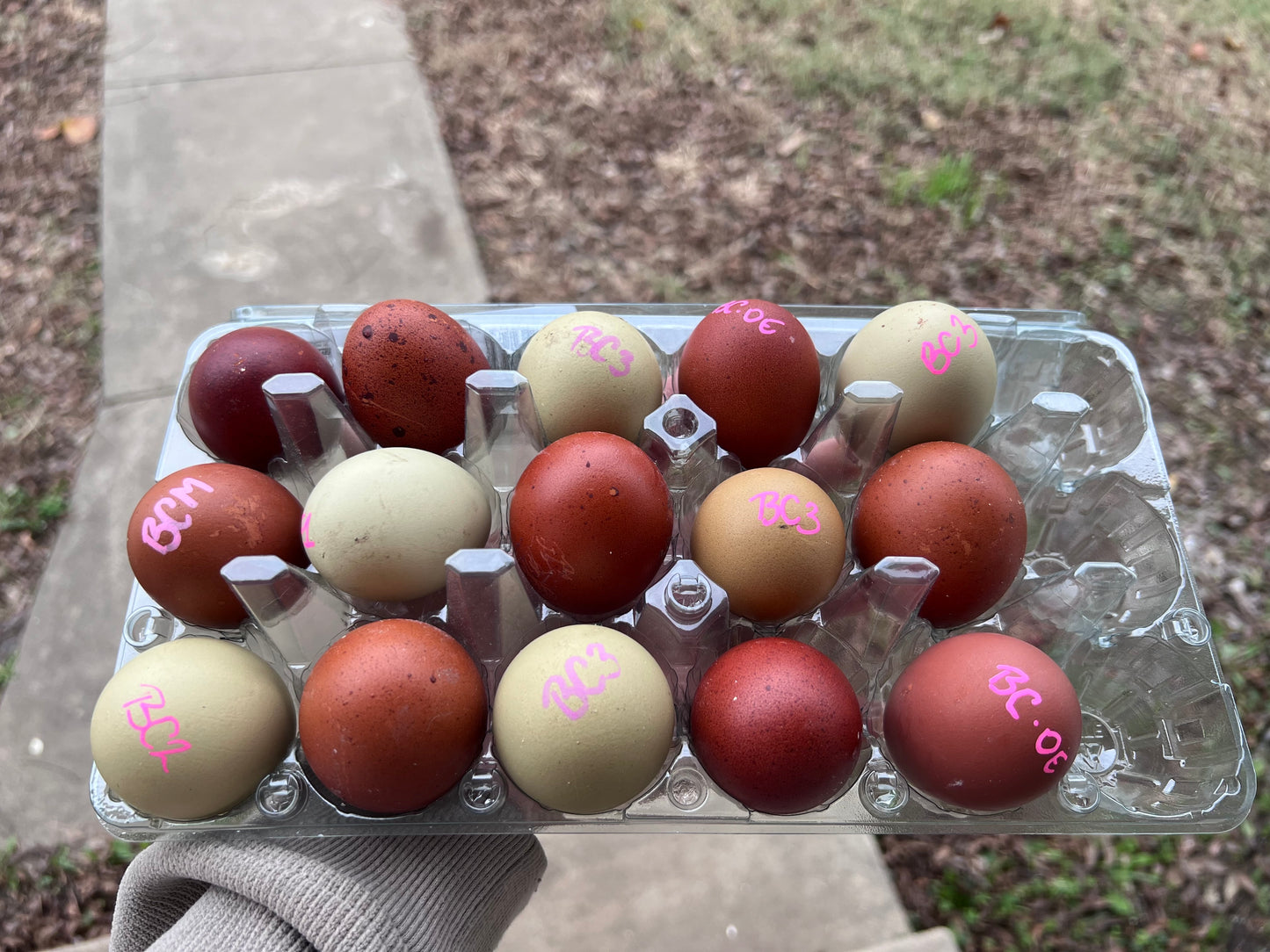 SURPRISE Rainbow 🌈 Chicks