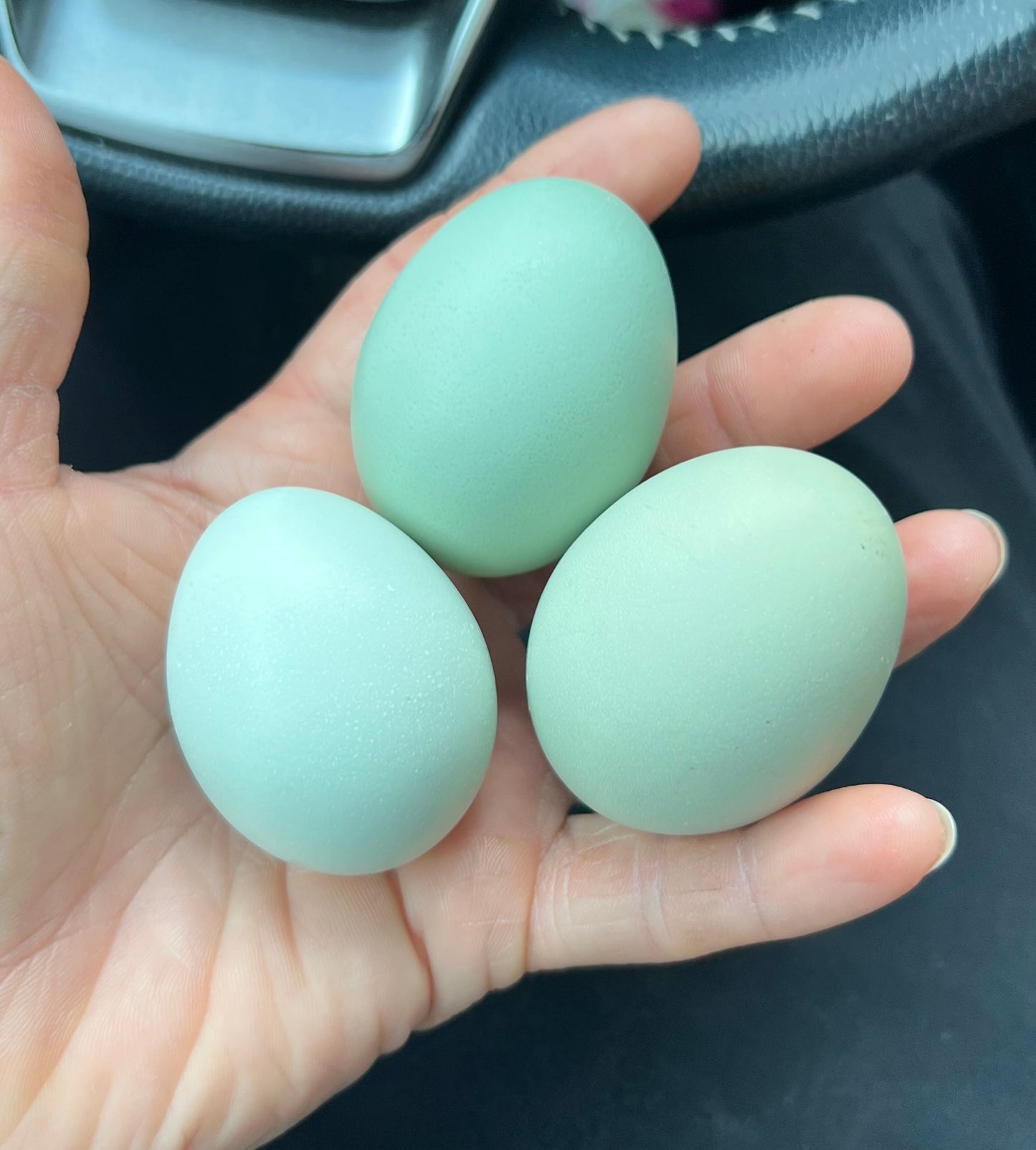 Lavender Cuckoo Ameraucana Hatching Eggs