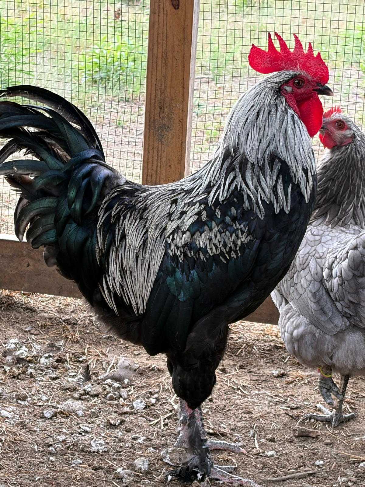 Black Silver Marans Chicks