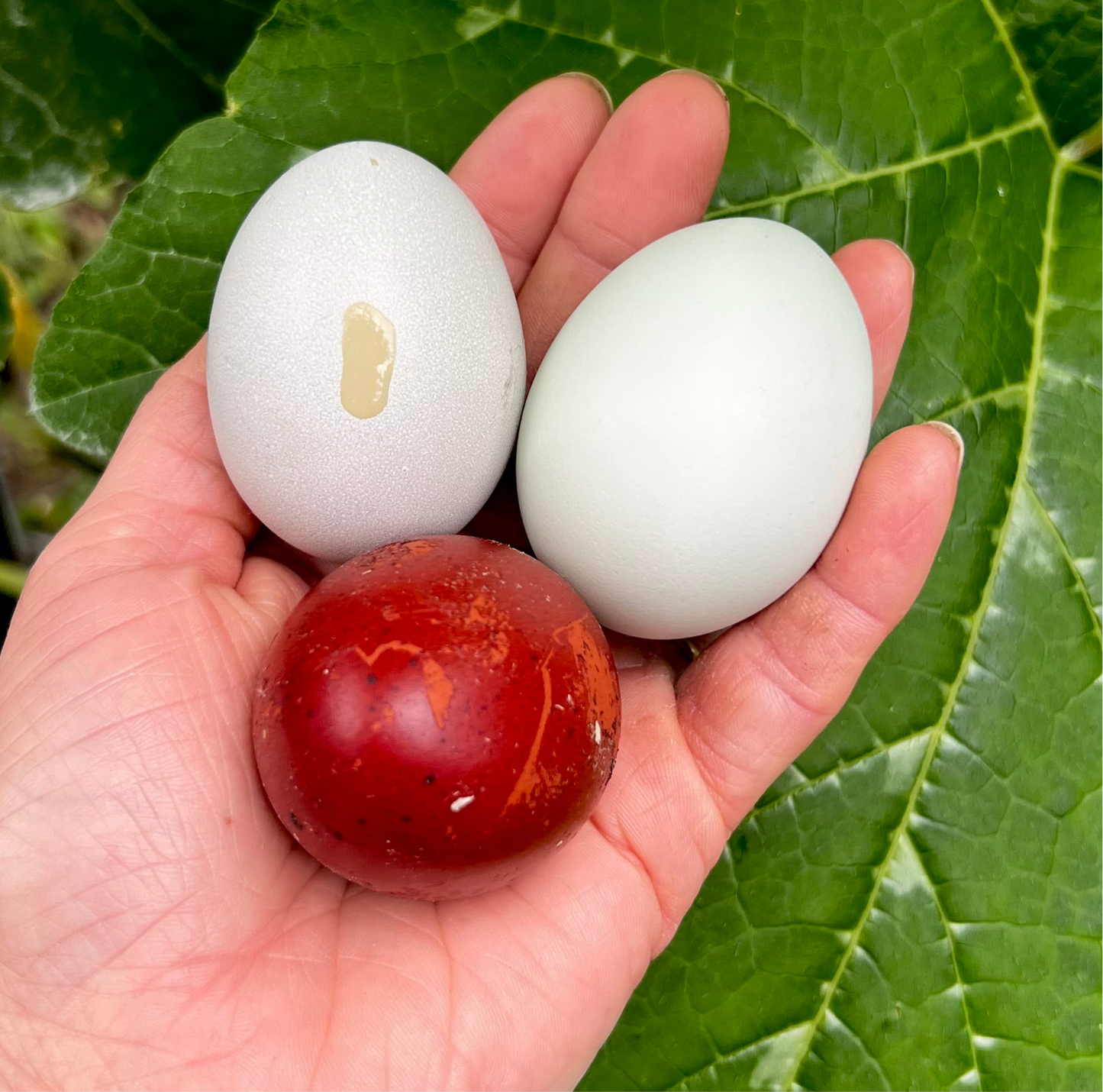 Black Copper Marans Hatching Eggs