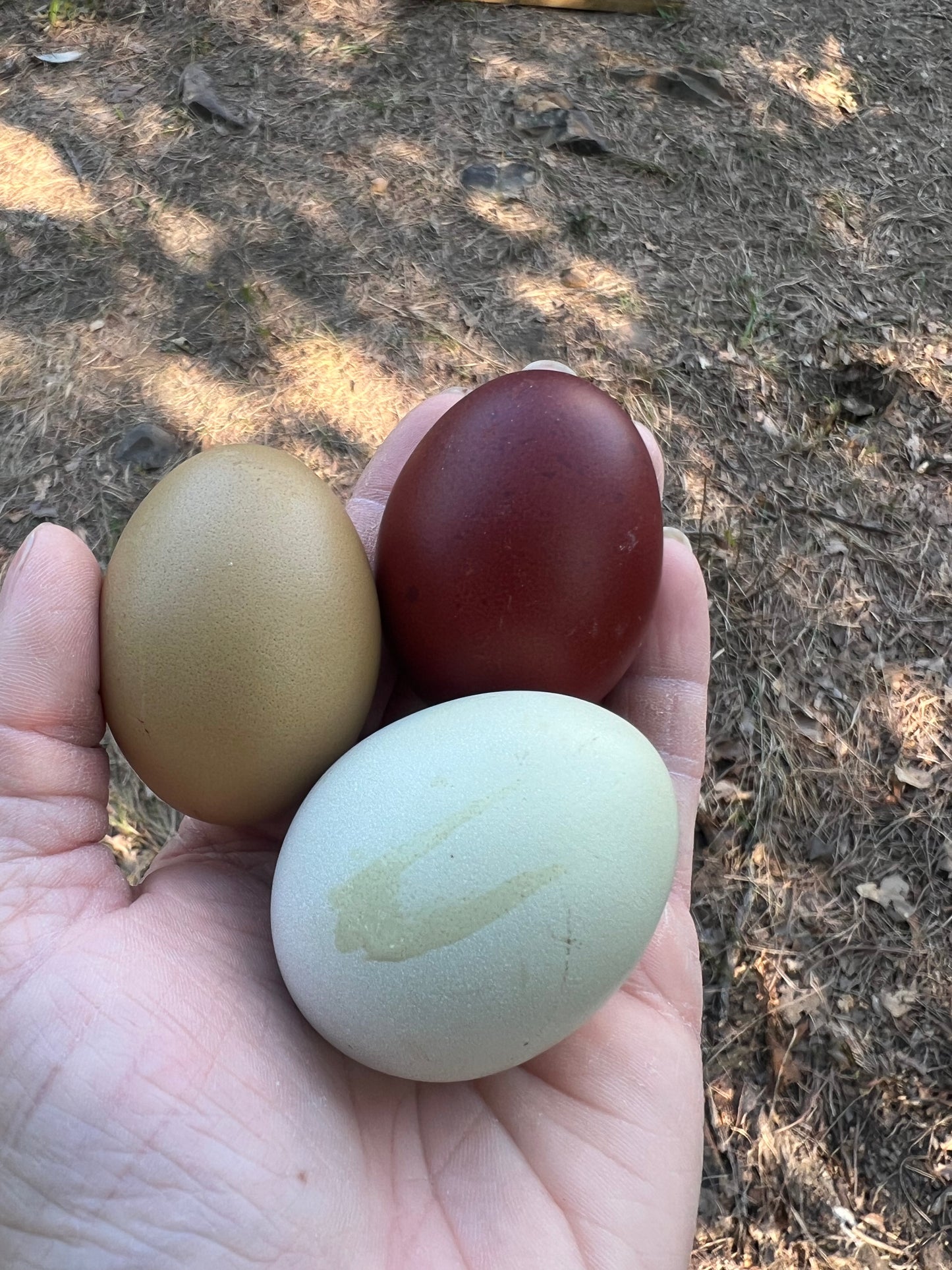 Black Copper Marans Hatching Eggs