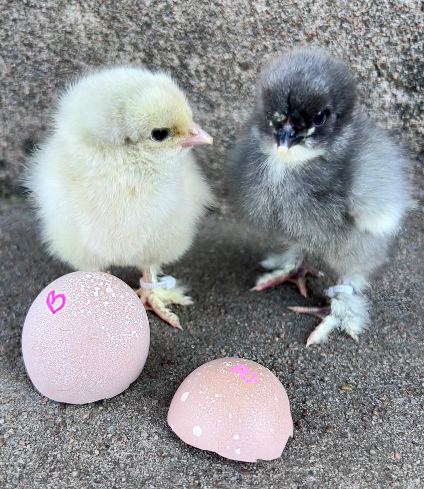 Bianca Chicks