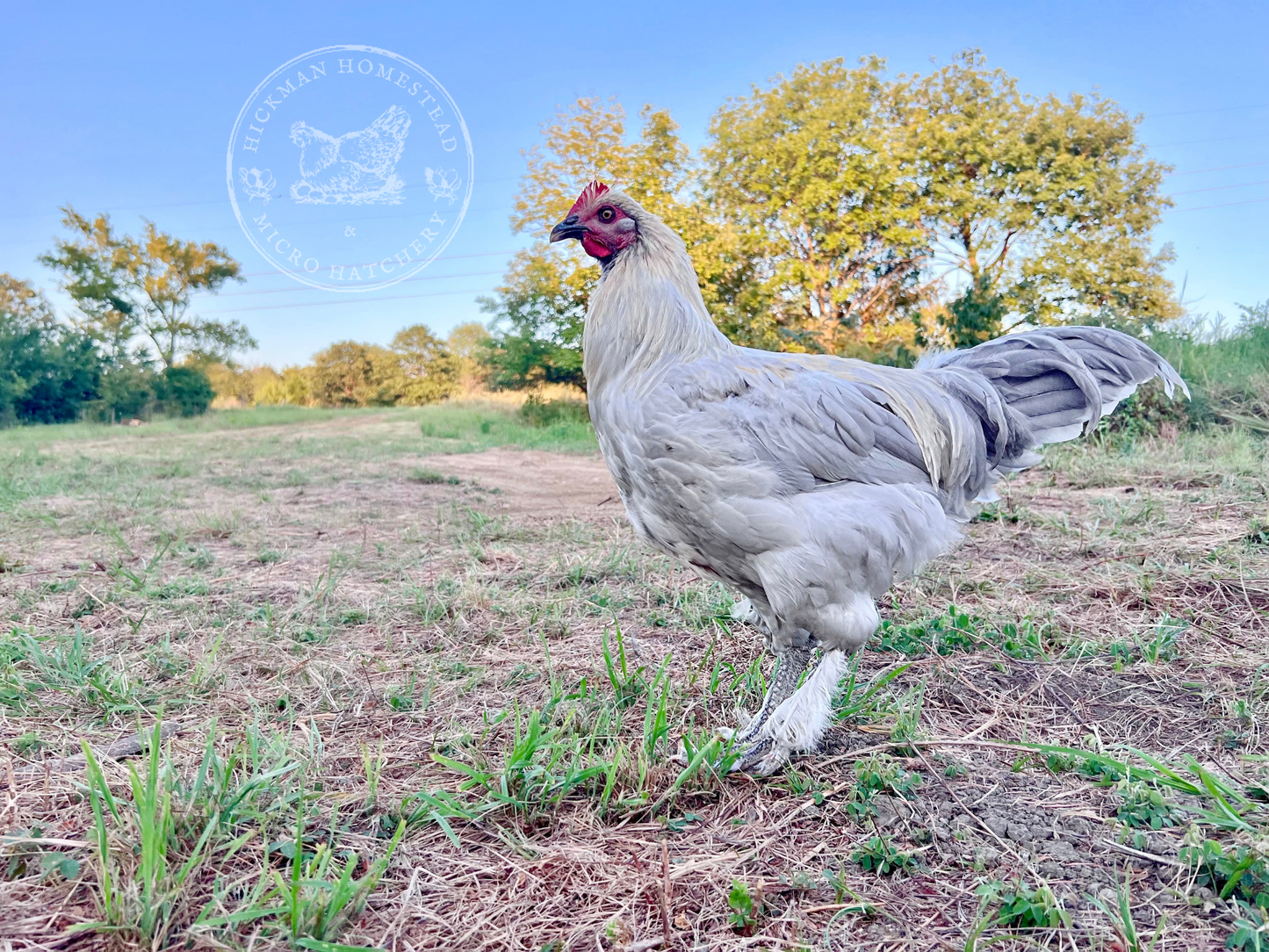 Lavender Birchen Marans Hatching Eggs