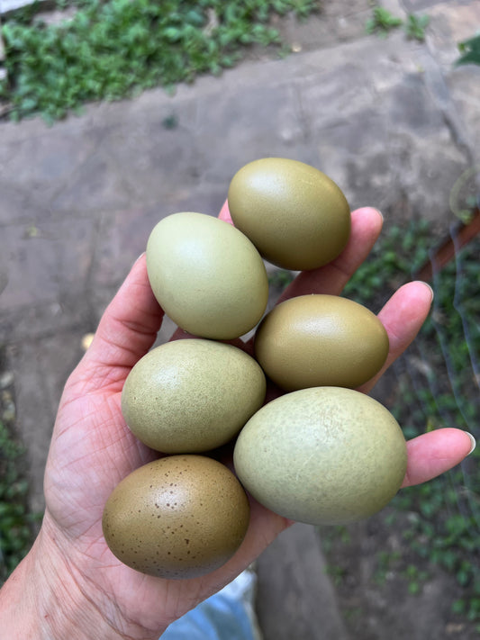 Olive Hatching Eggs
